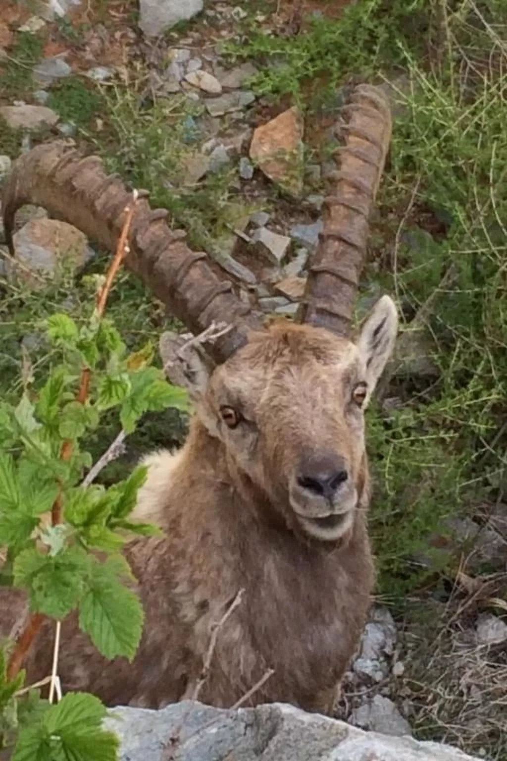 Chesa Andrea, EG-Image-tags.info