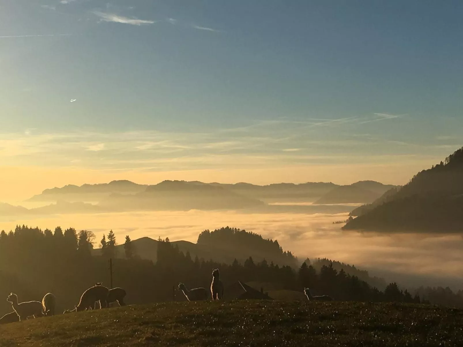 Alpakahof Ferien-Dehors