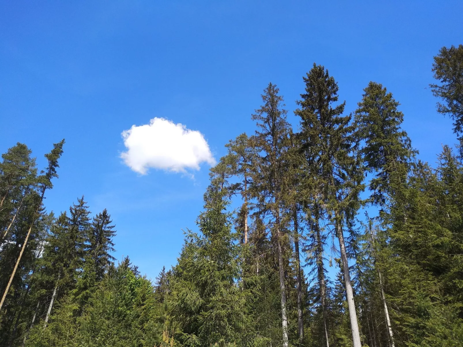 Fichtelzauber mit Sauna-Dehors