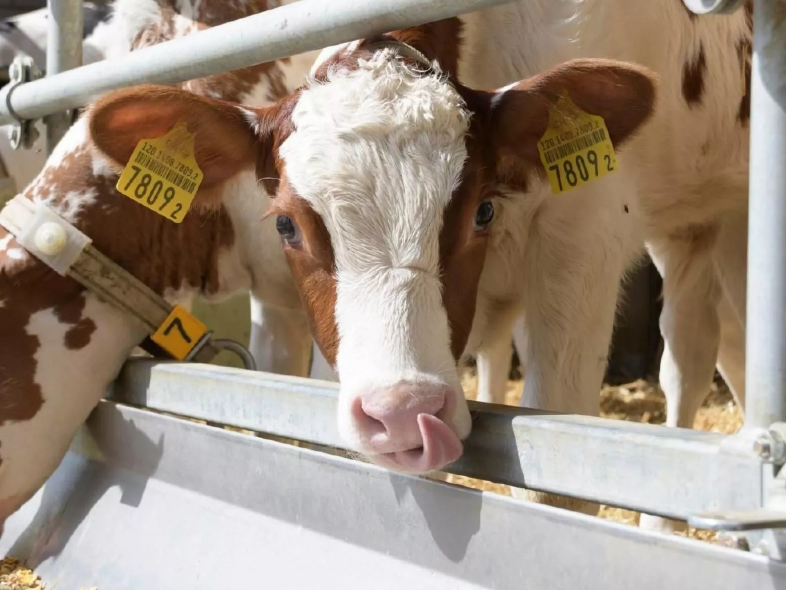 Berghof Hallau grosse Ferienwohnung-Image-tags.info