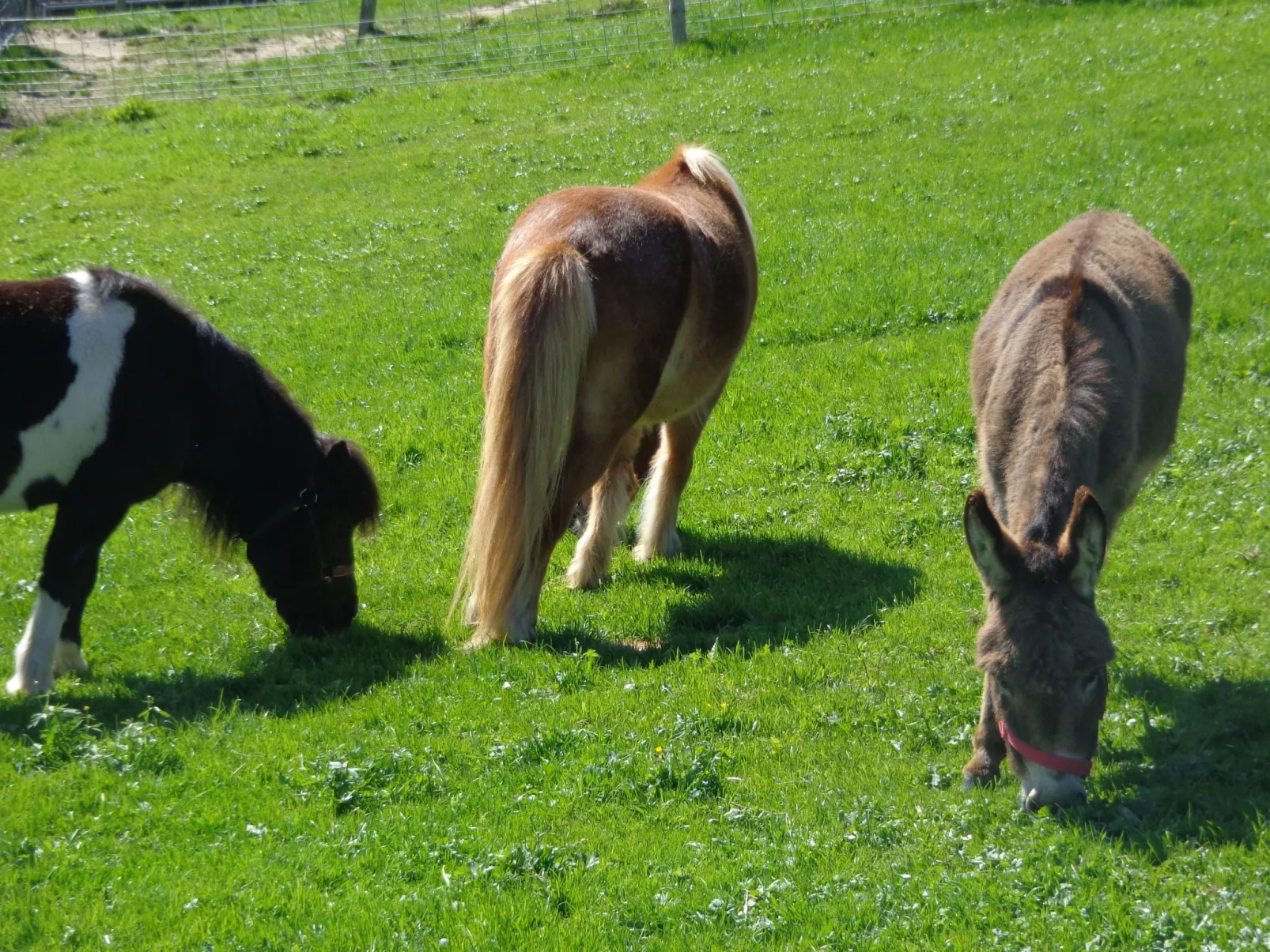 Lamahof Tschäppel-Outside