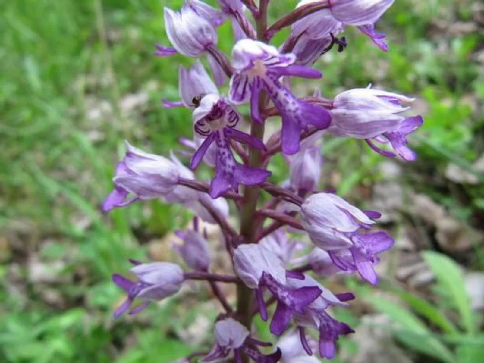 Appartement in Schelingen mit Garten und Grill - Image-tags.info