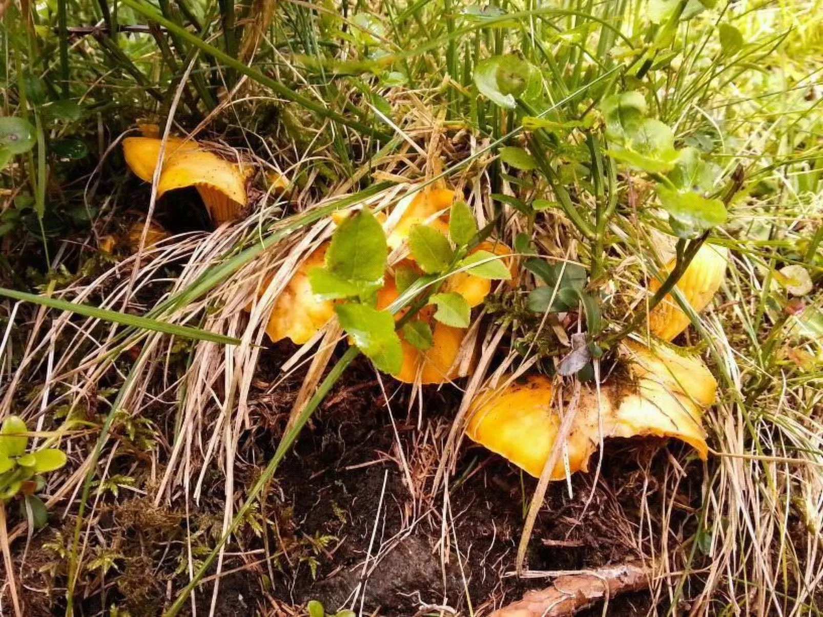 Almhütte Enzian-Dehors