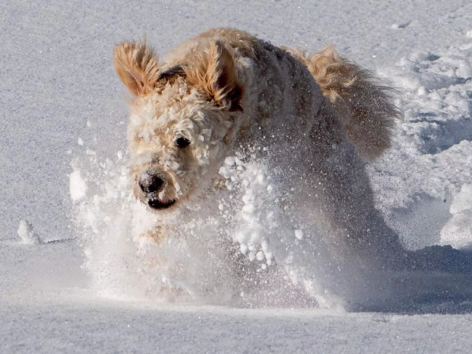 Amazing Chalet | Heidiland | Pool & Sauna-Dehors