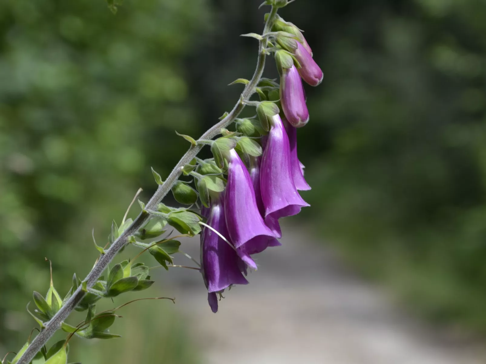 Panoramablick in Königstein-Dehors