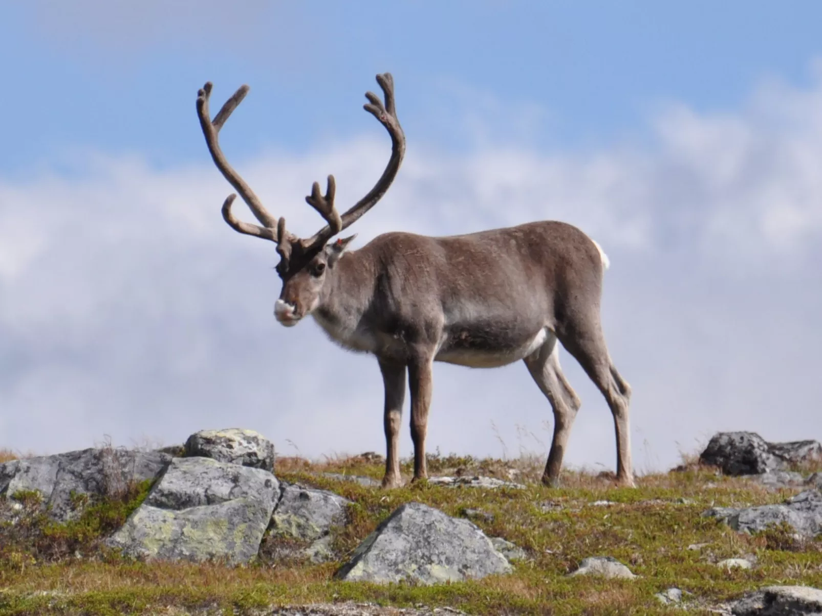 Charmantes modernes Blockhaus mit Kamin-Image-tags.info