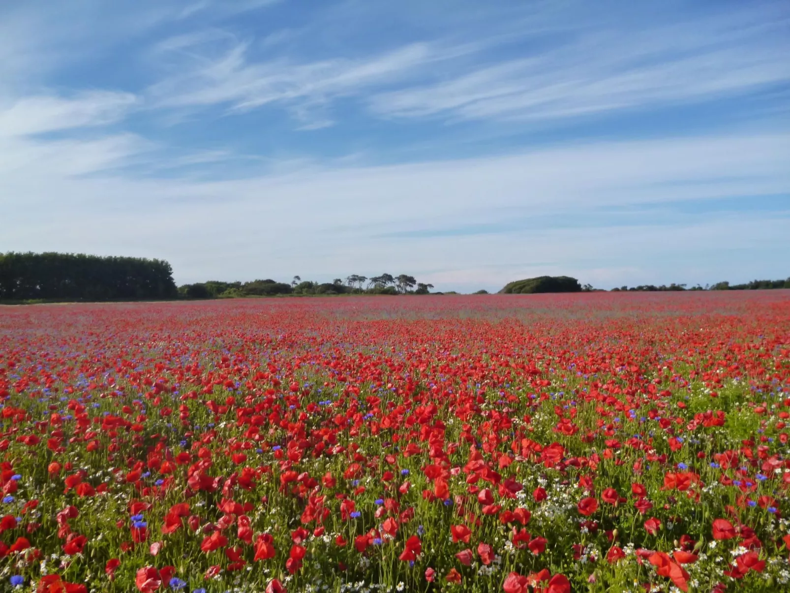 Freistehendes Ferienhaus in Lancken mit Sauna-Inside