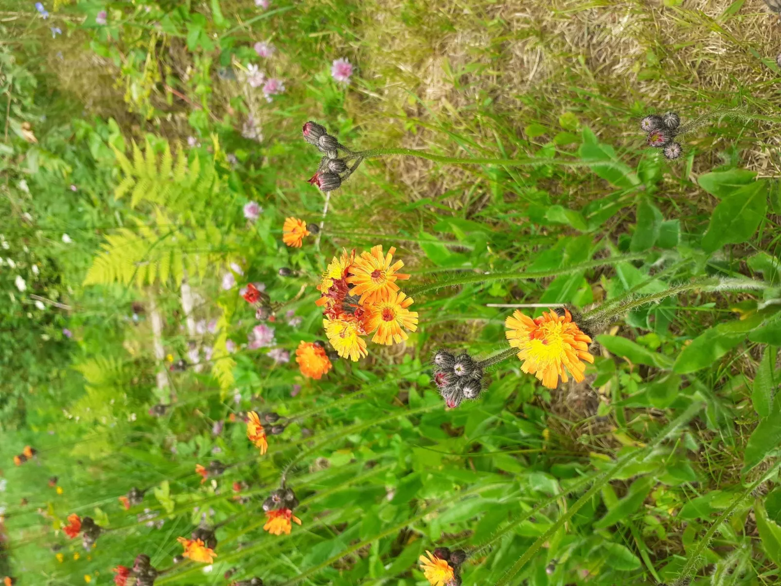 Für 6 Personen im Thüringer Wald-Draußen