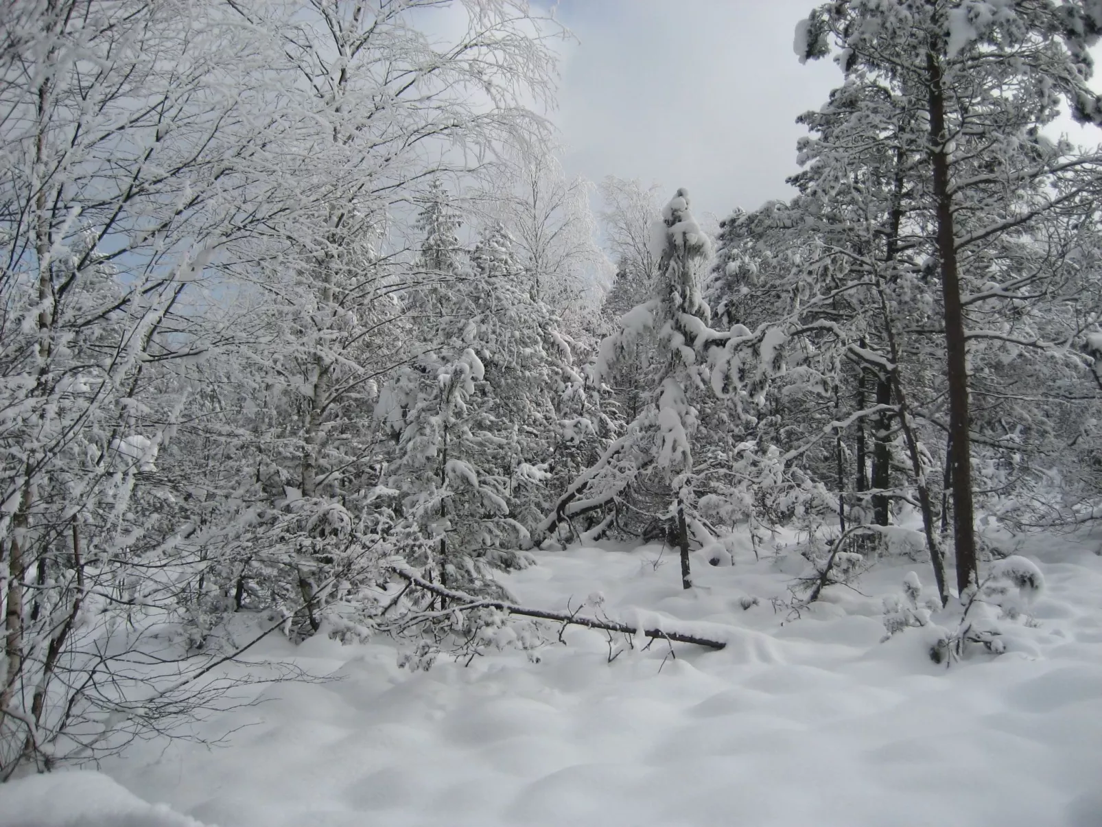 Weber-Image-tags.info