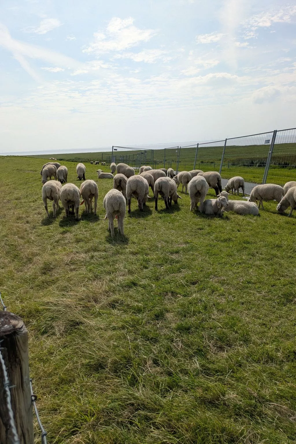 Seepferdchen-Outside