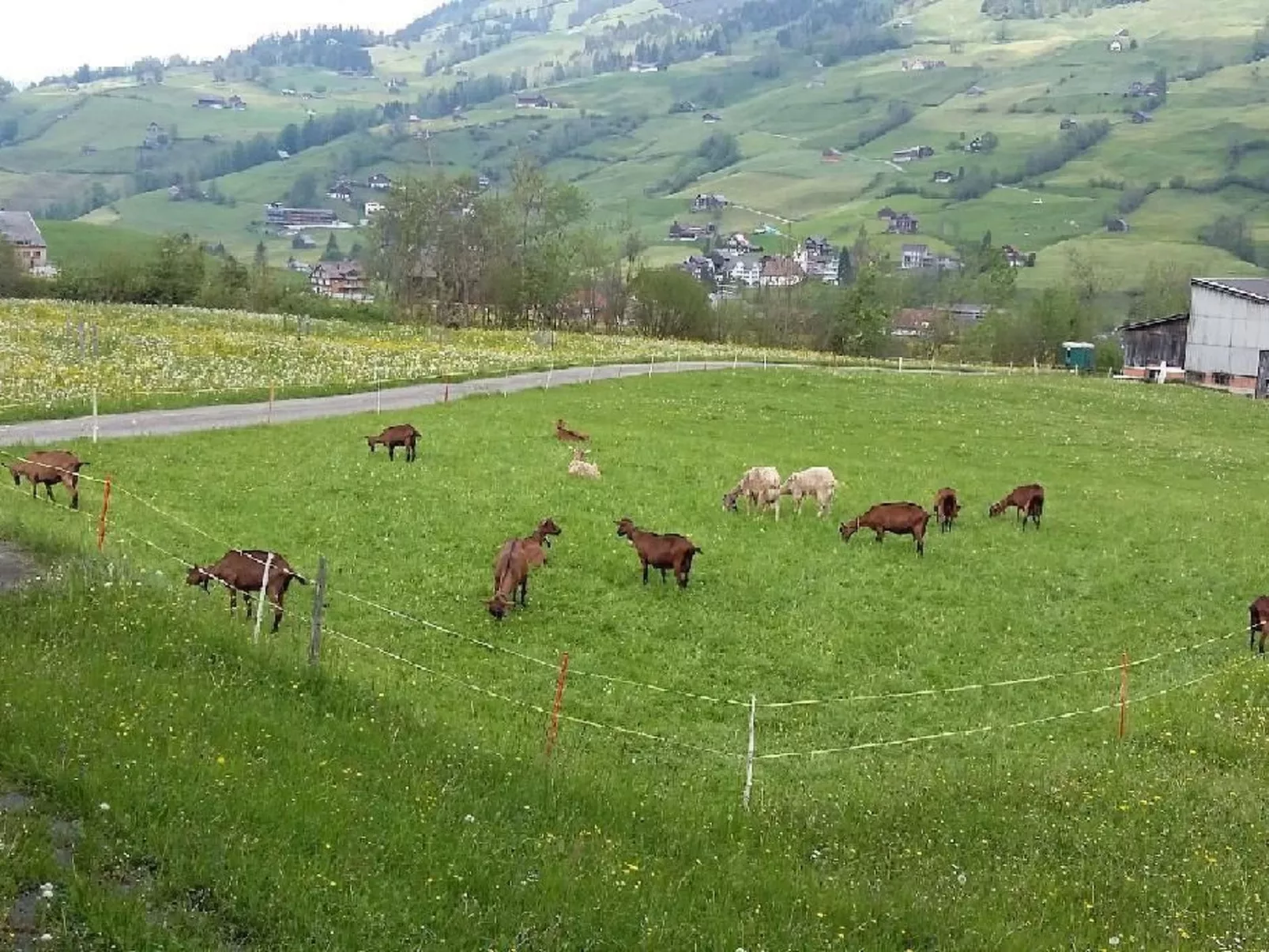 Wisli-Image-tags.info