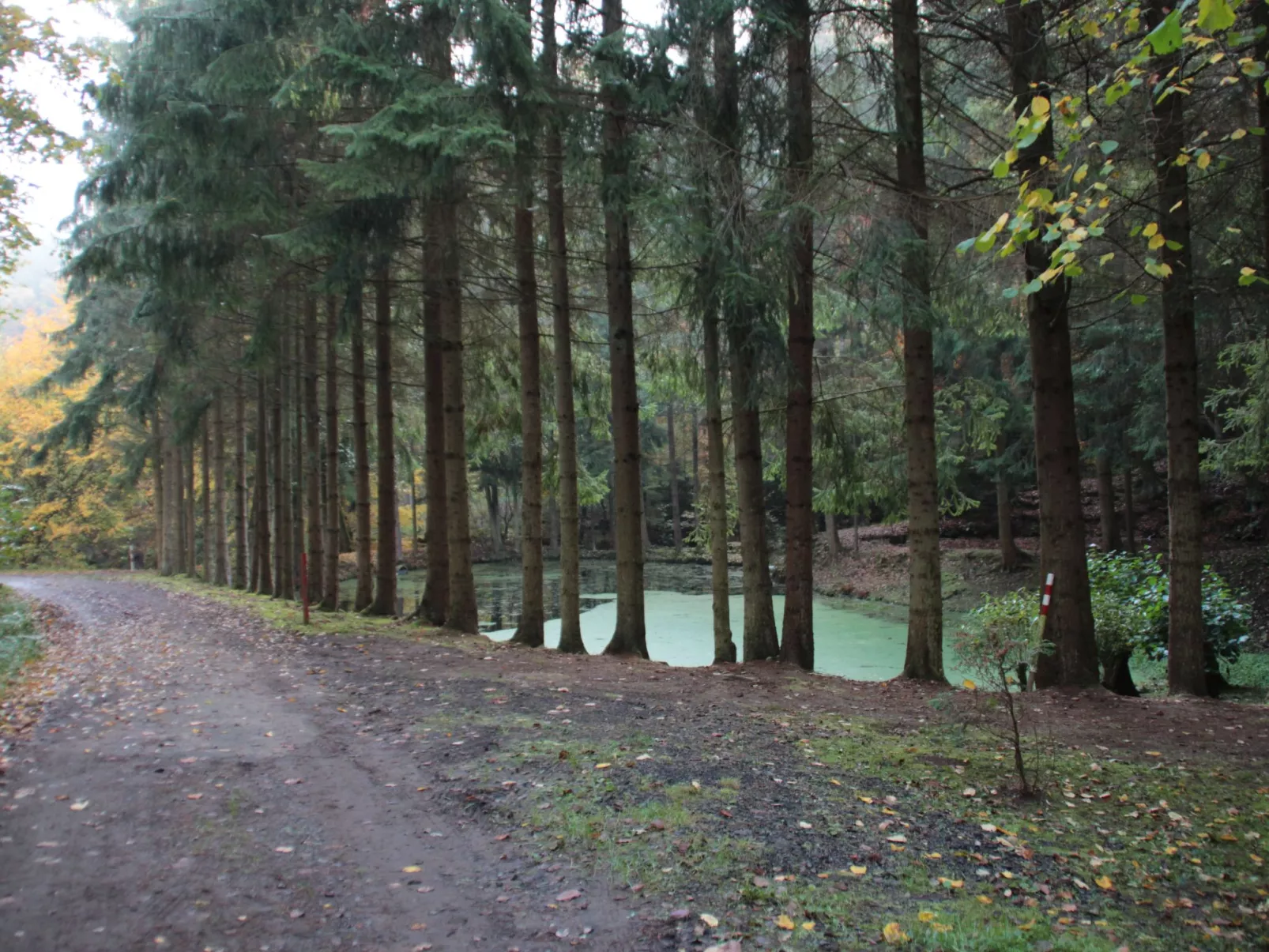 Haus Schmetterfly-Draußen