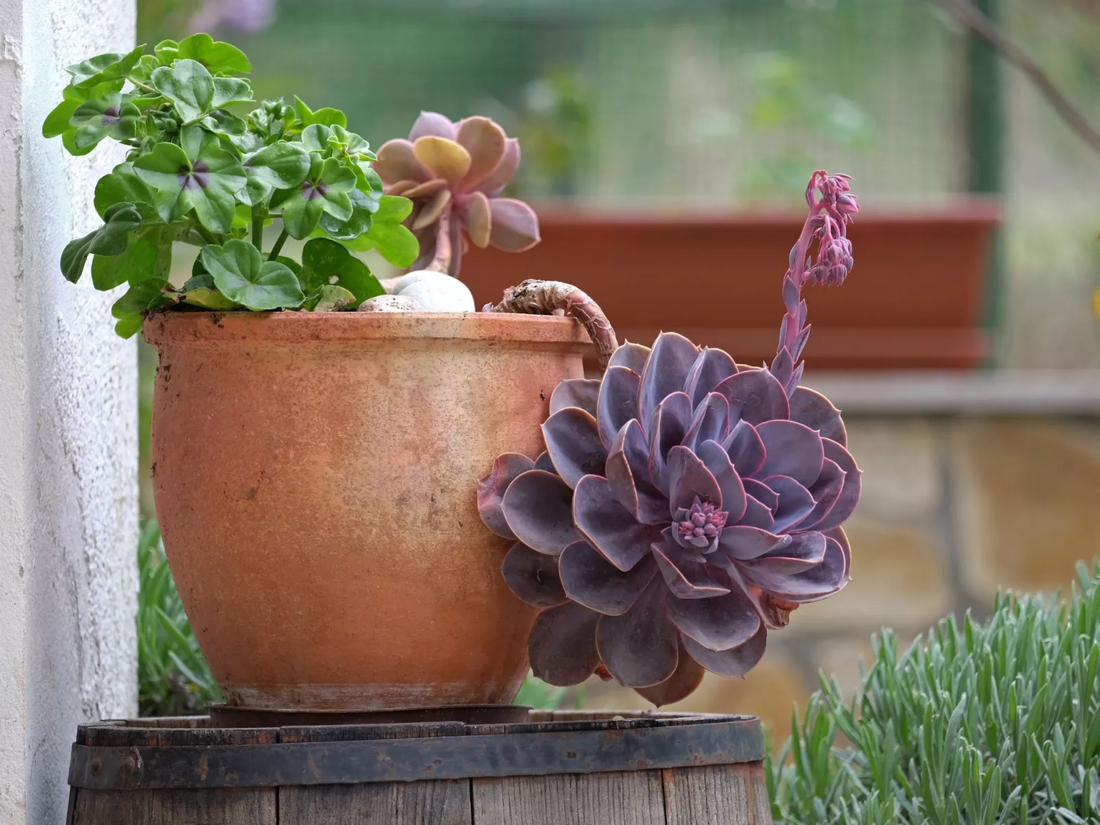 Geräumige Ferienwohnung Lavanda 4-Draußen
