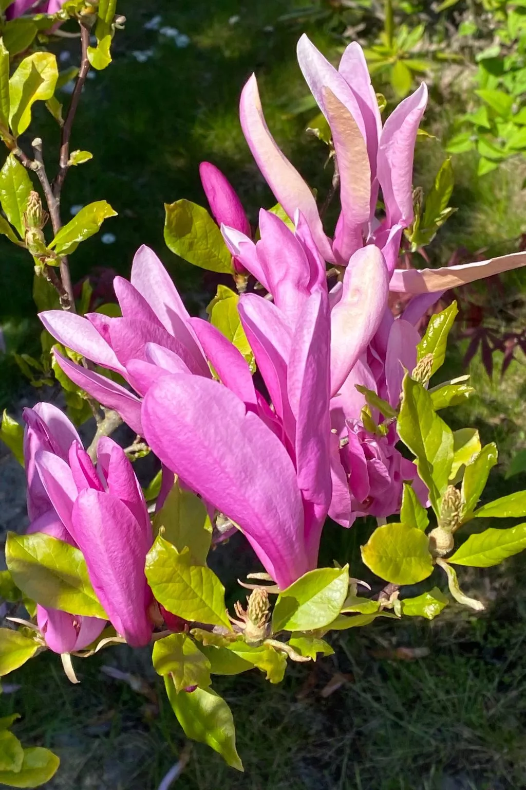 In Peenemünde mit Gepflegtem Garten-Outside