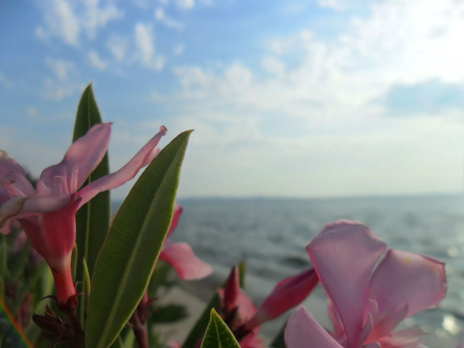 Wohnung Delfin mit Meerblick - TA Leut Agency-Image-tags.info