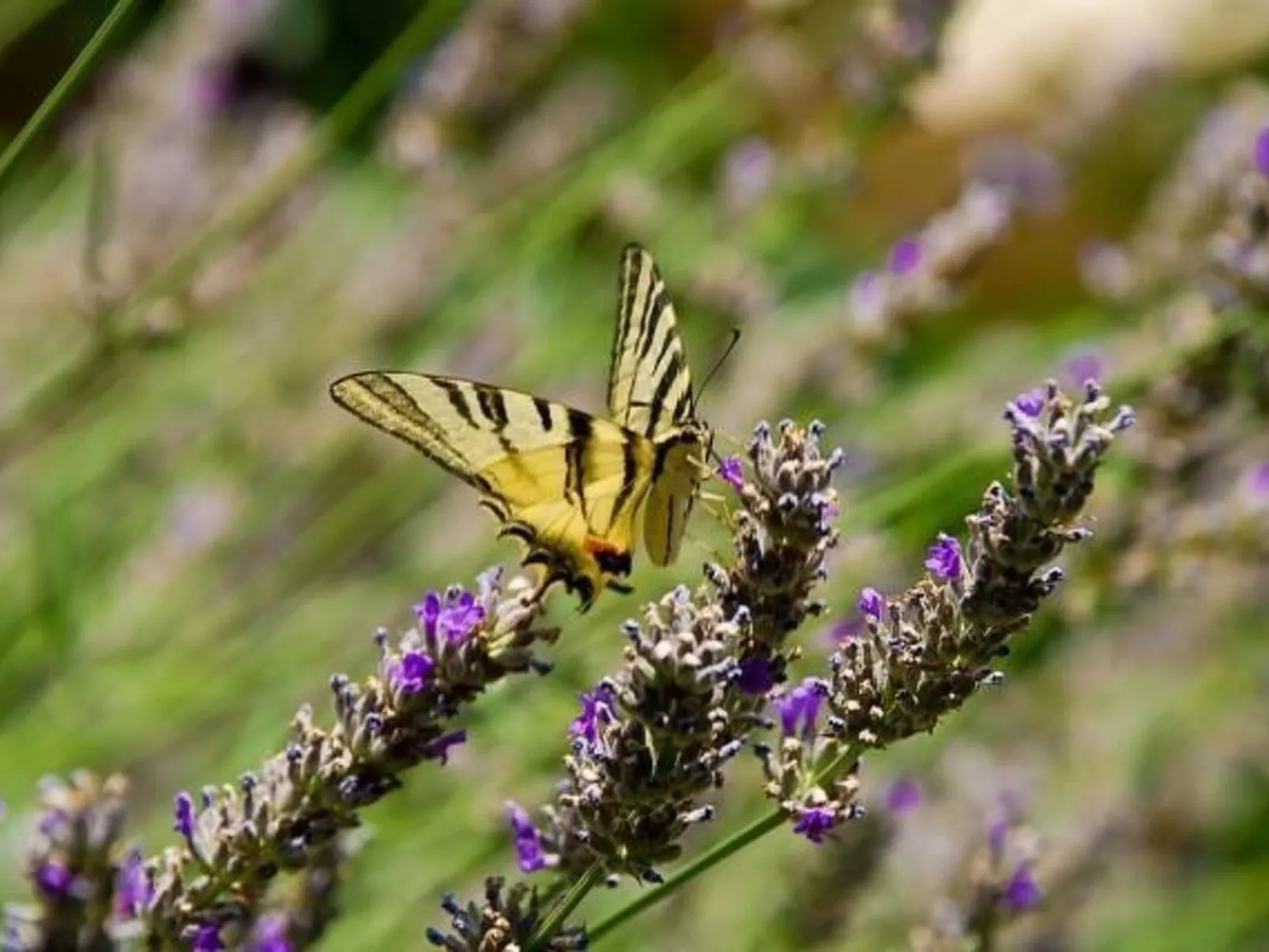 Villa Mediteran, kleine Ferienwohnung mit Terrasse-Outside