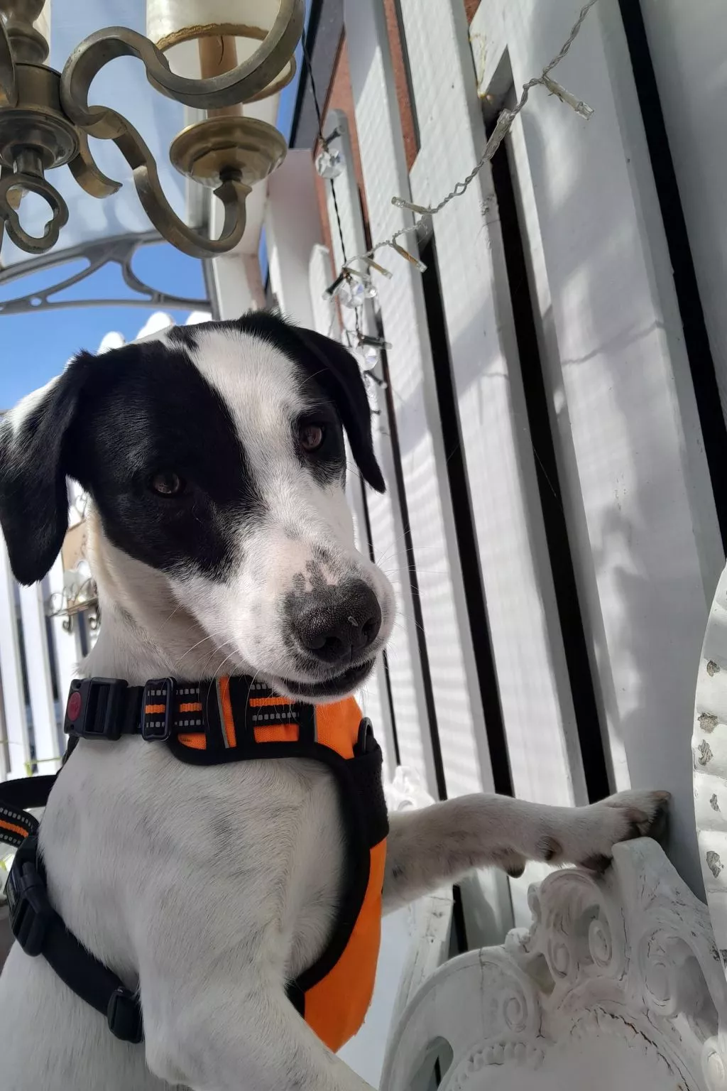 Bungalow "Lieschen"-Outside