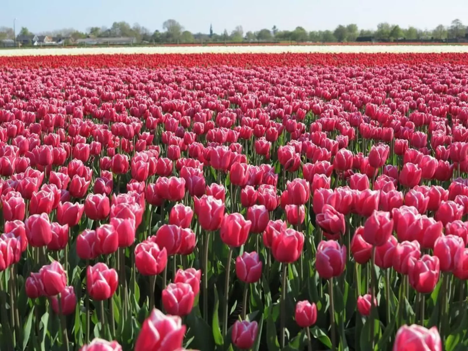 Sommerhaus "De Zeester"-Outside