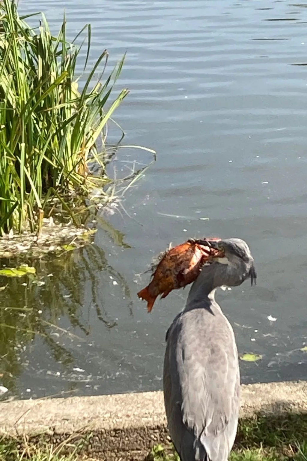 De Boutjes-Image-tags.info