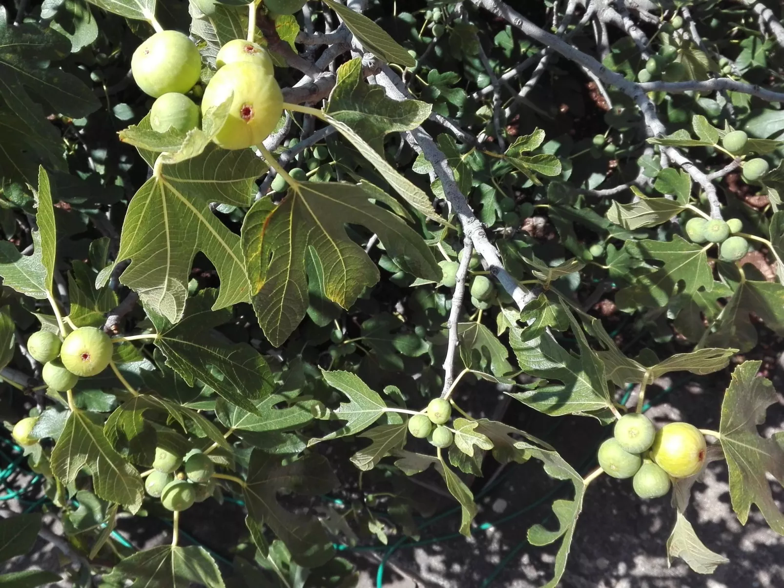 Wohnung mit Balkon und Meerblick-Draußen