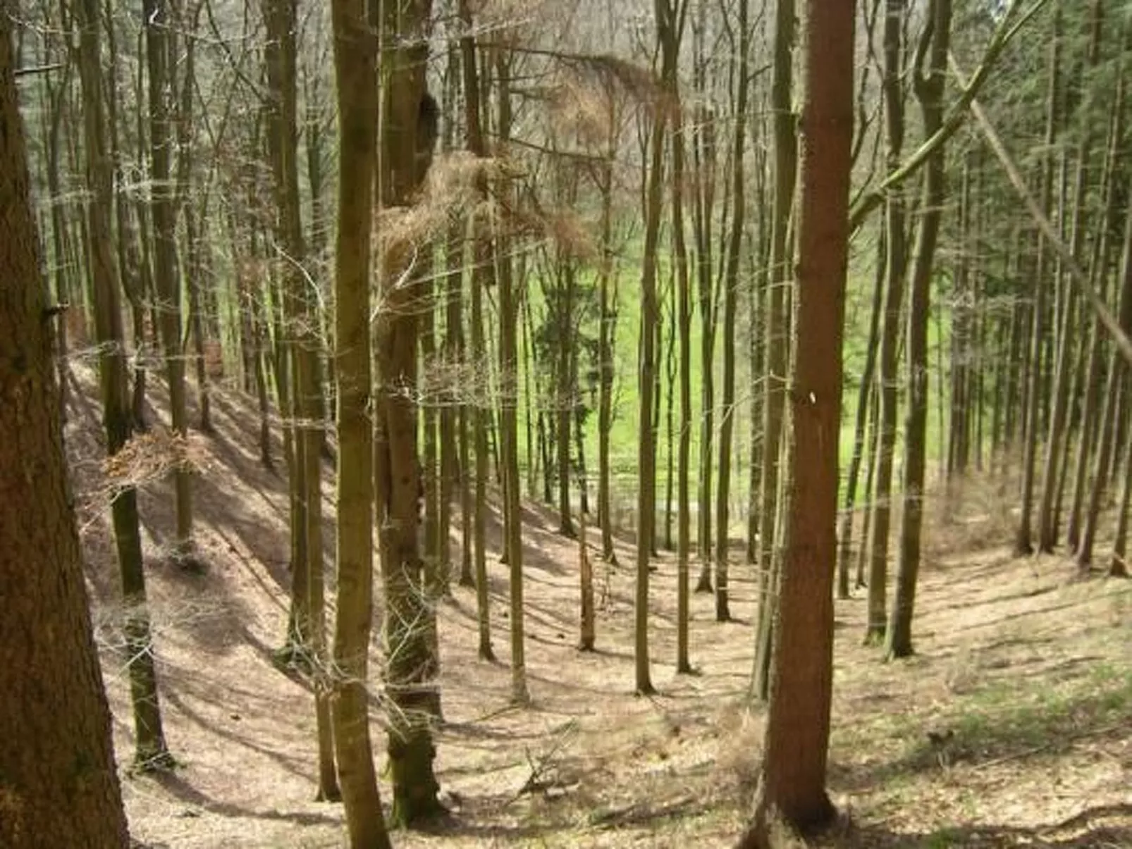 Wunderschönes Ferienhaus am Waldrand-Outside