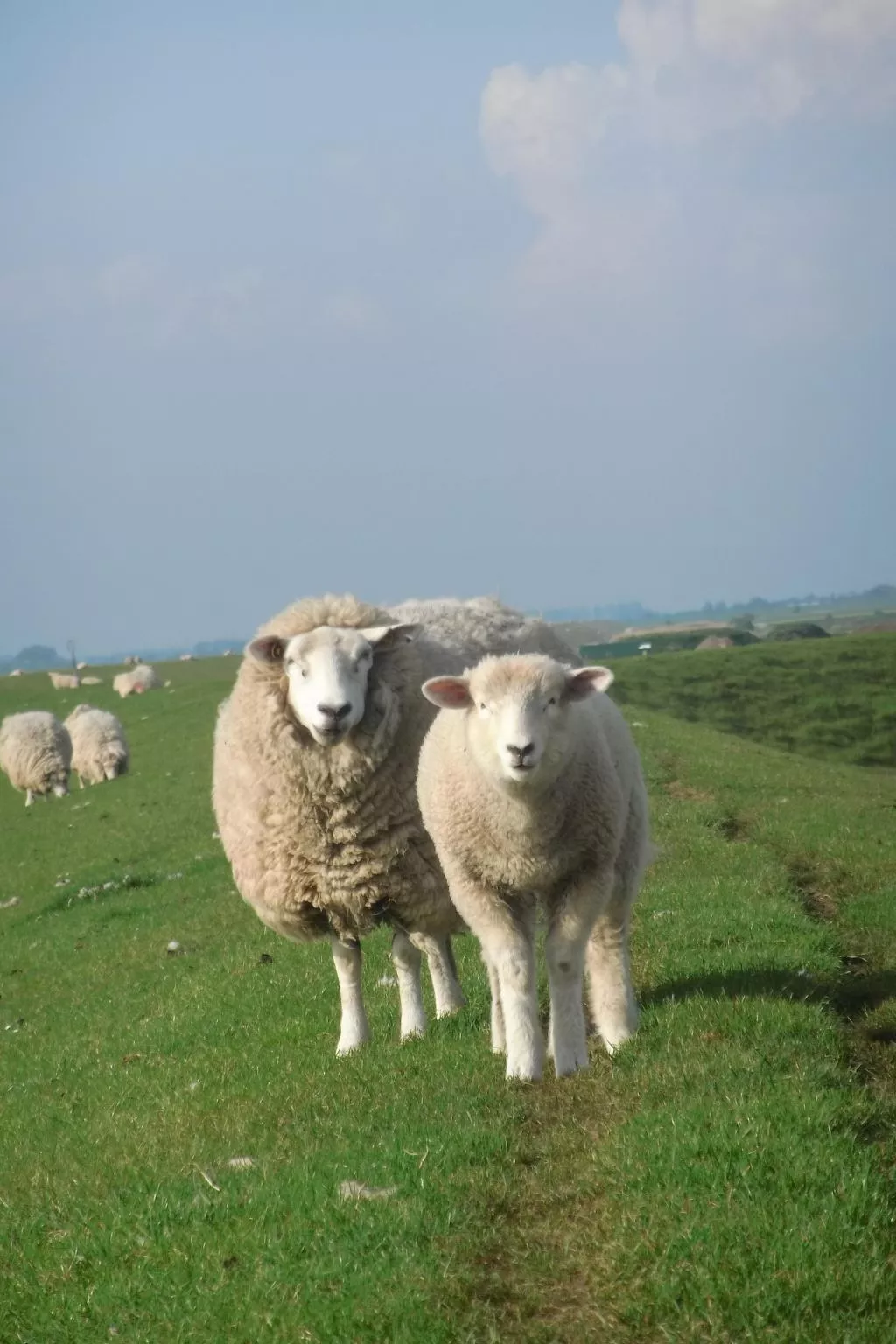 Gemütliche Ferienwohnung in Büsum-Draußen