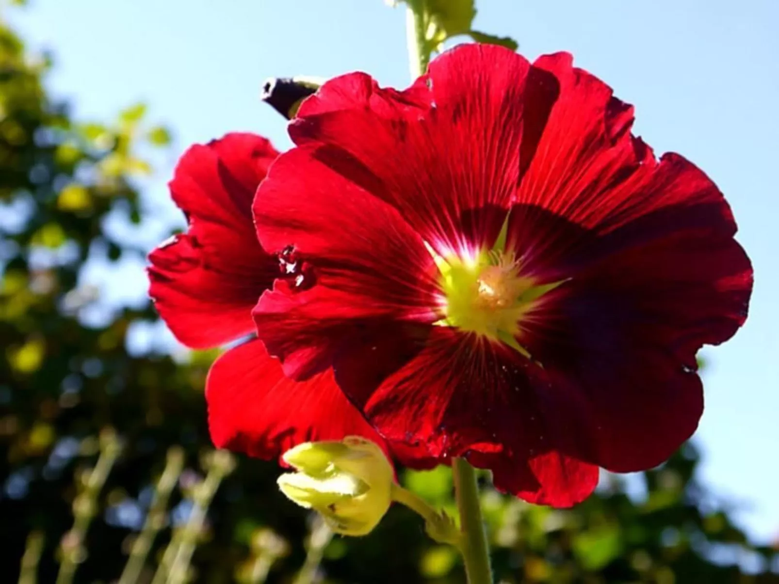 Chalet Birkli-Dehors