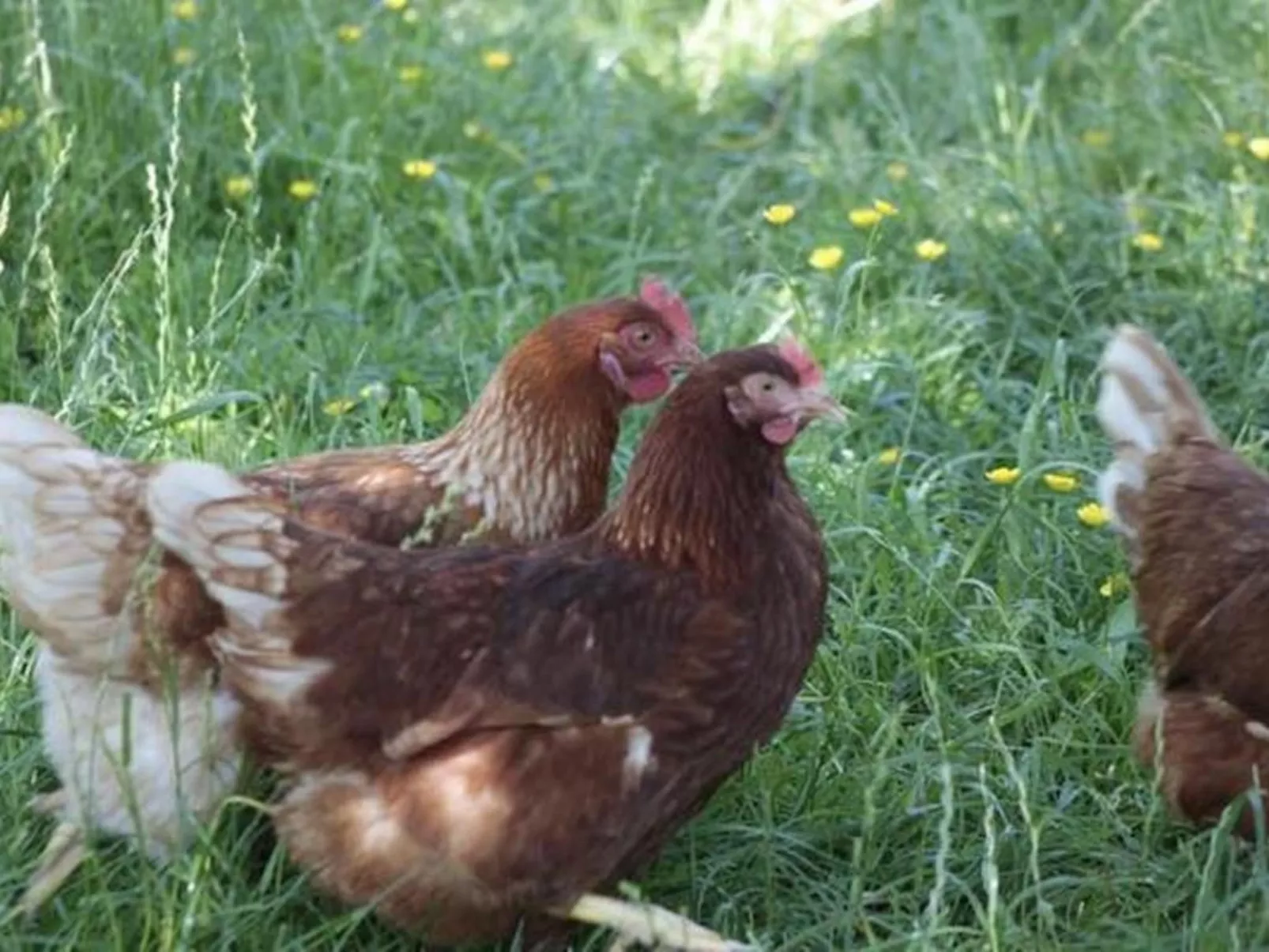 Rosentürmli - Outside