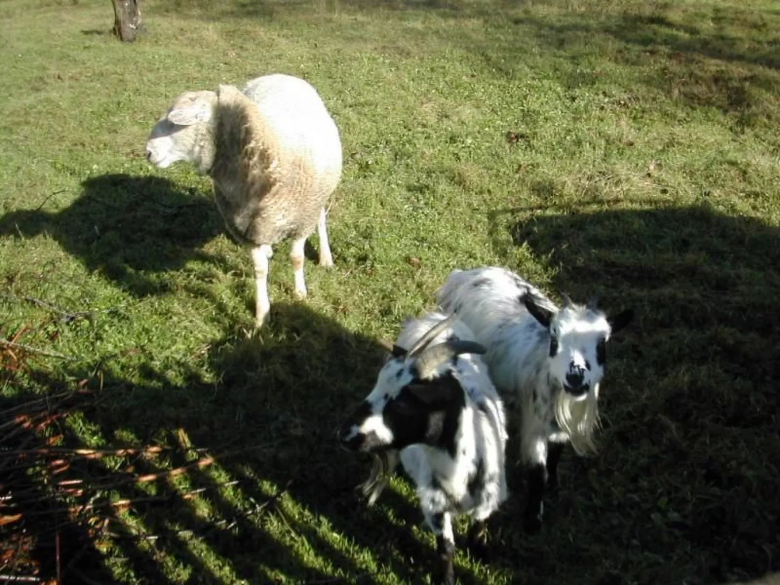 Steinhaus in ländlicher Umgebung mit Pool-Outside