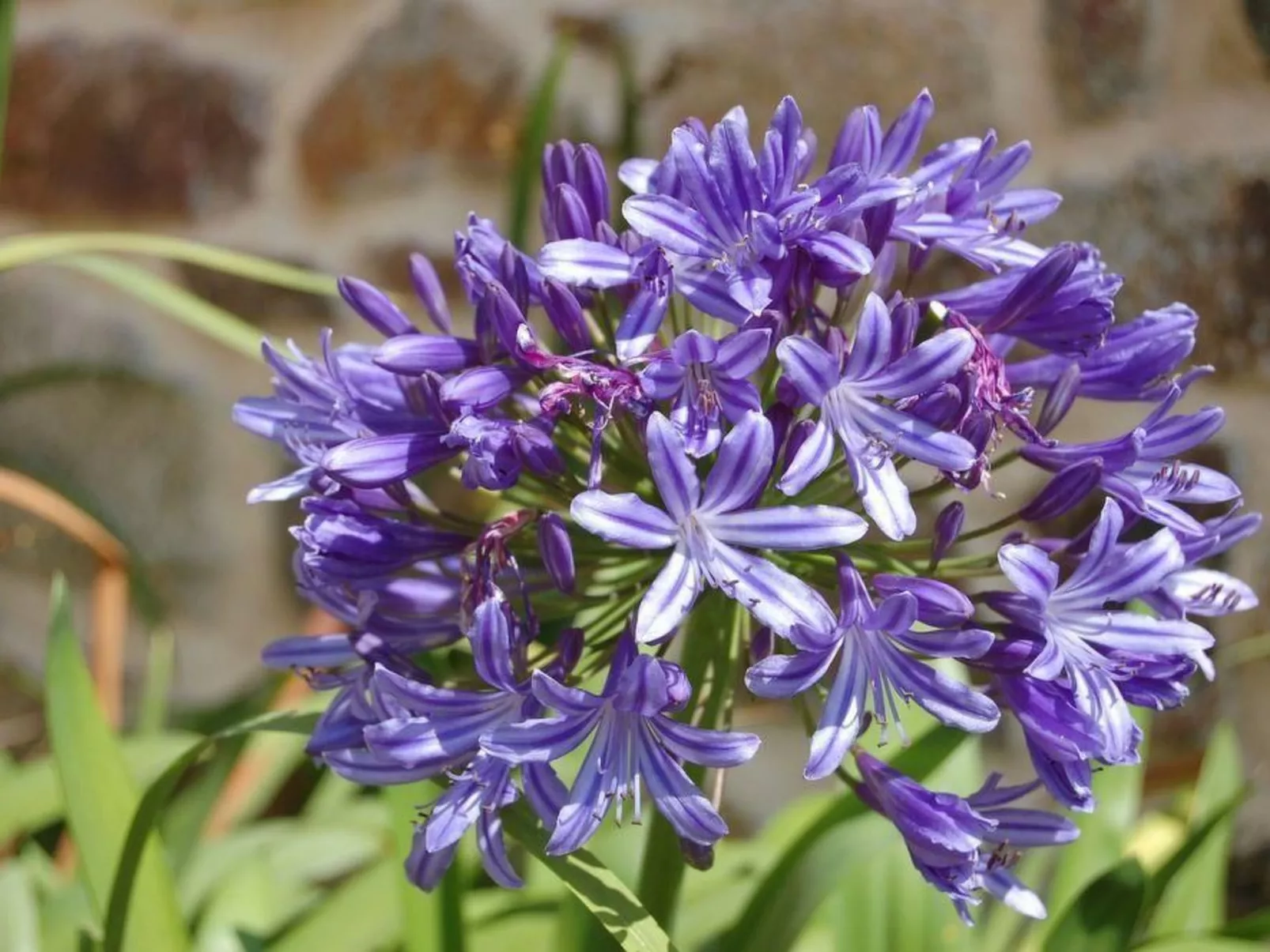 Wunderschönes Haus mit Garten in Lézardrieux-Draußen