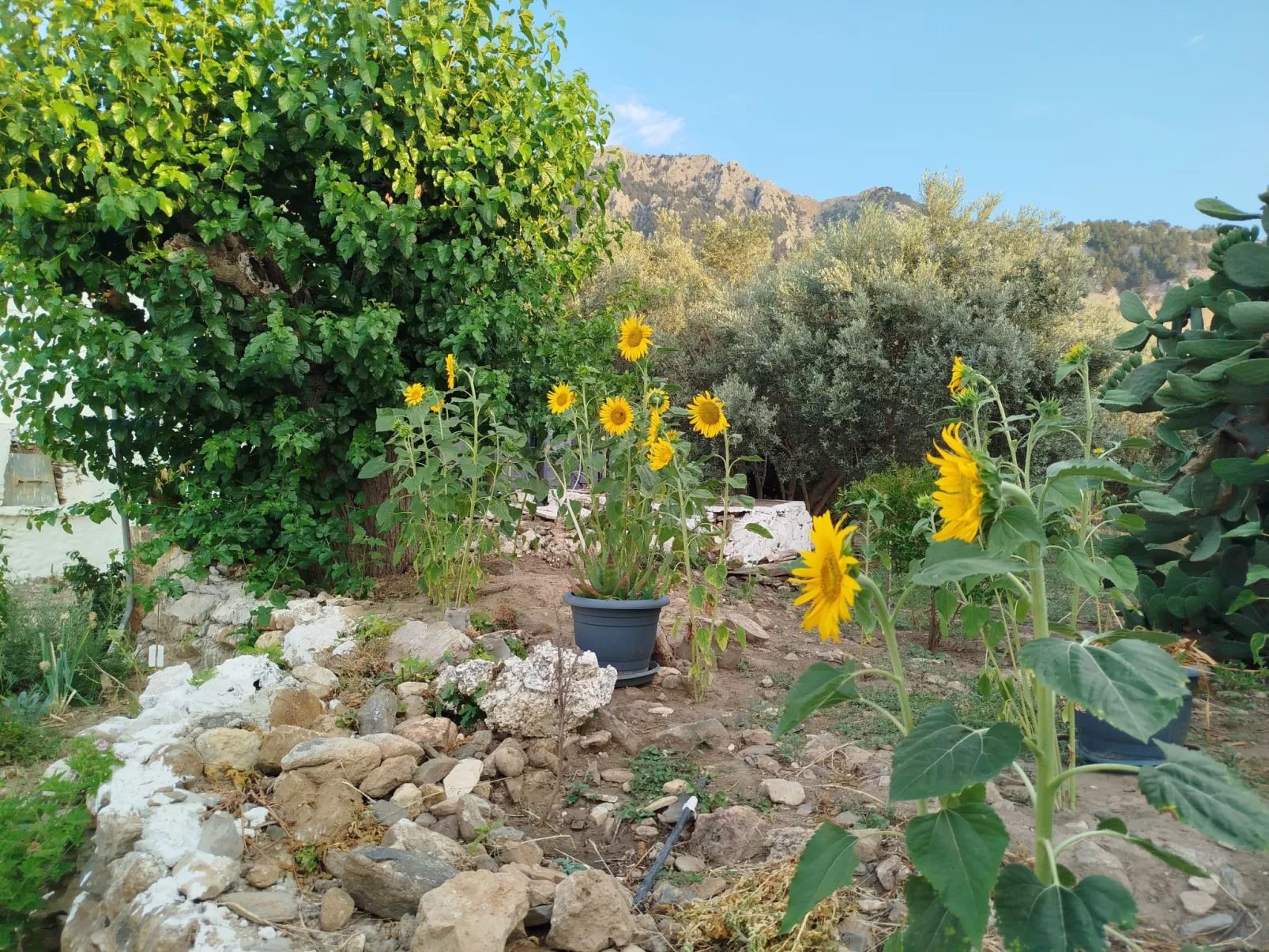 "Großvaters Haus", ein 150 Jahre altes Steinhaus-Outside