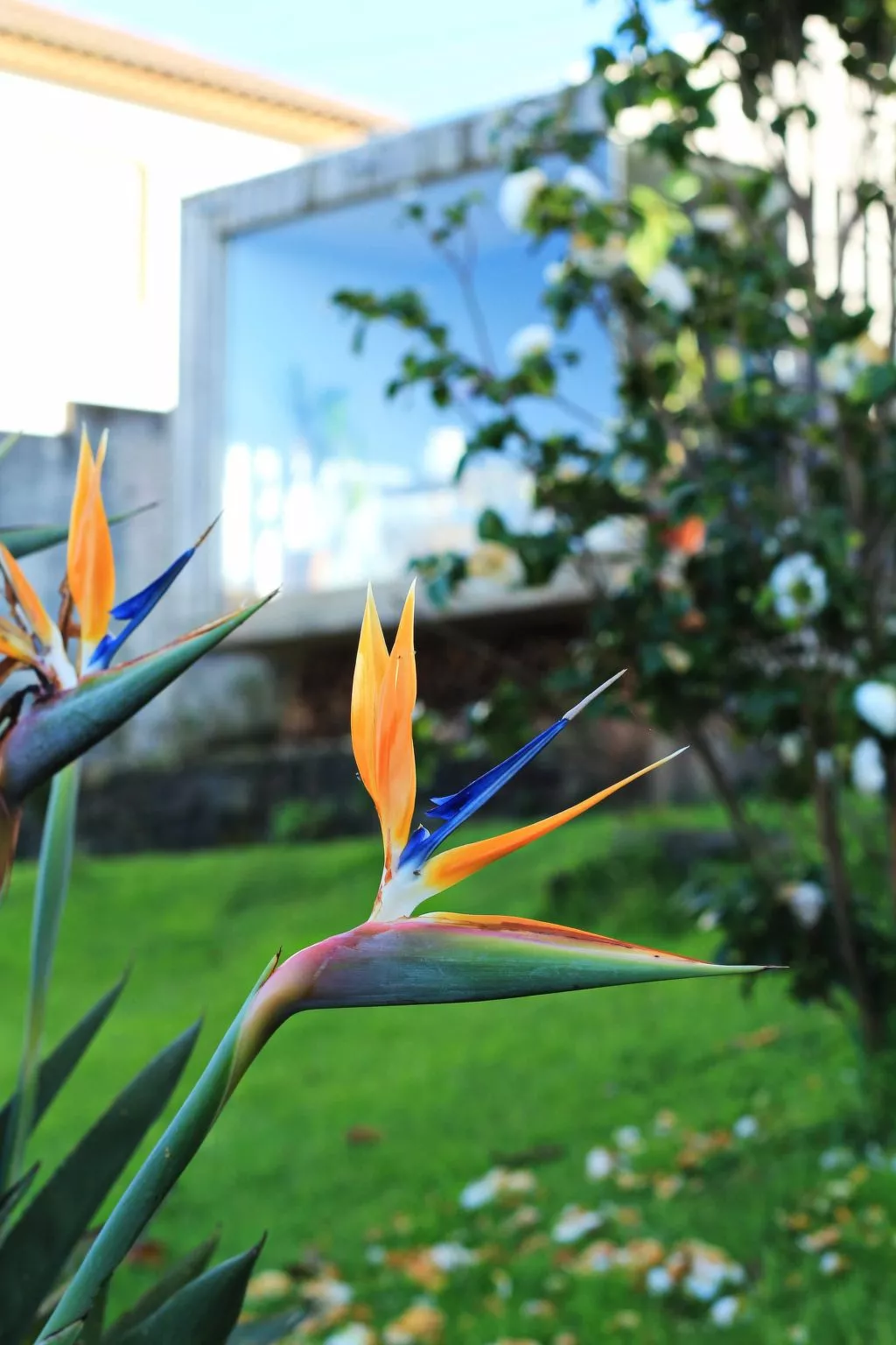Casa da Talha, Rustikaler Charme auf den Azoren-Draußen