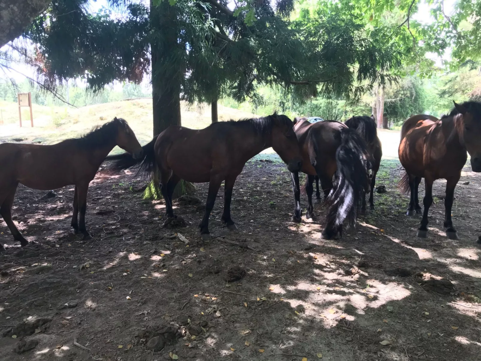 Chalet "Casas das Olas 4"-Dehors