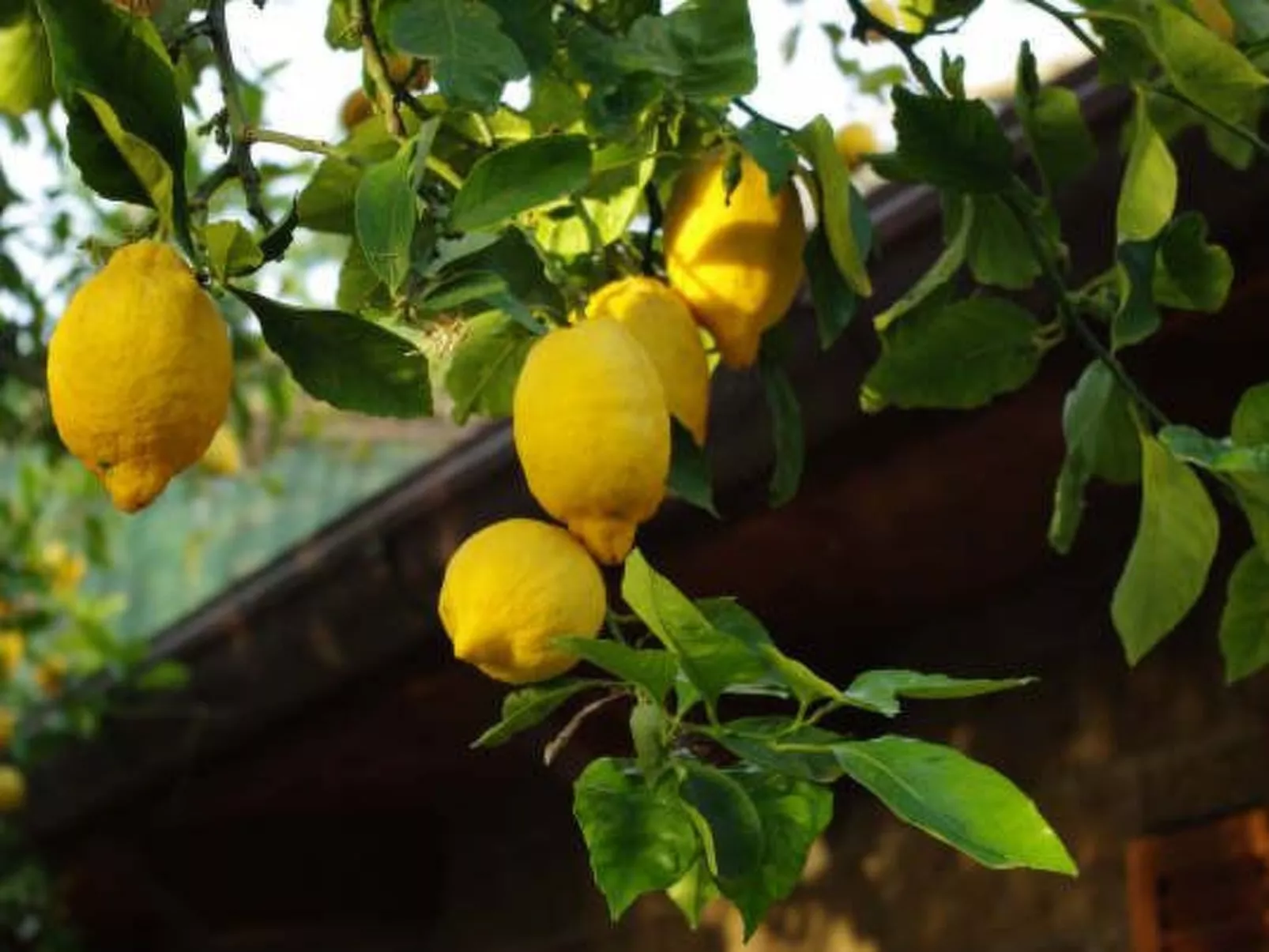 Wohnung 'Ivy' mit privatem Garten-Draußen