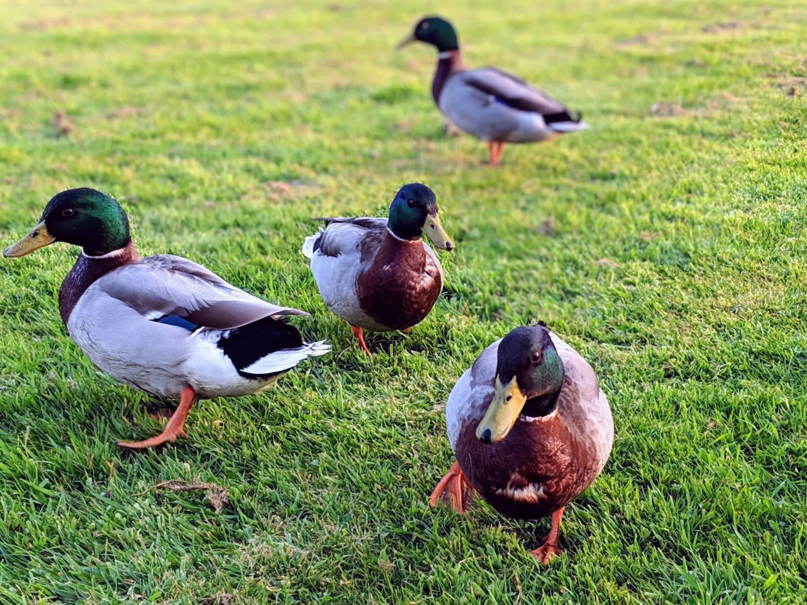 In Vesly mit Beheiztem gemeinsamem Pool-Dehors