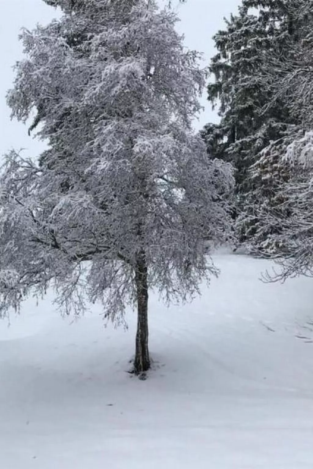 "Chasa Veglia Tablà-Image-tags.info