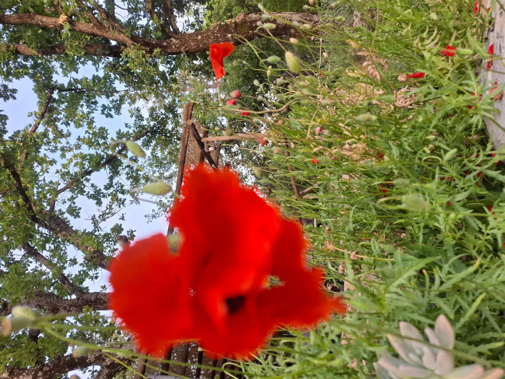 Bauernhauswohnung mit großer Terrasse-Draußen