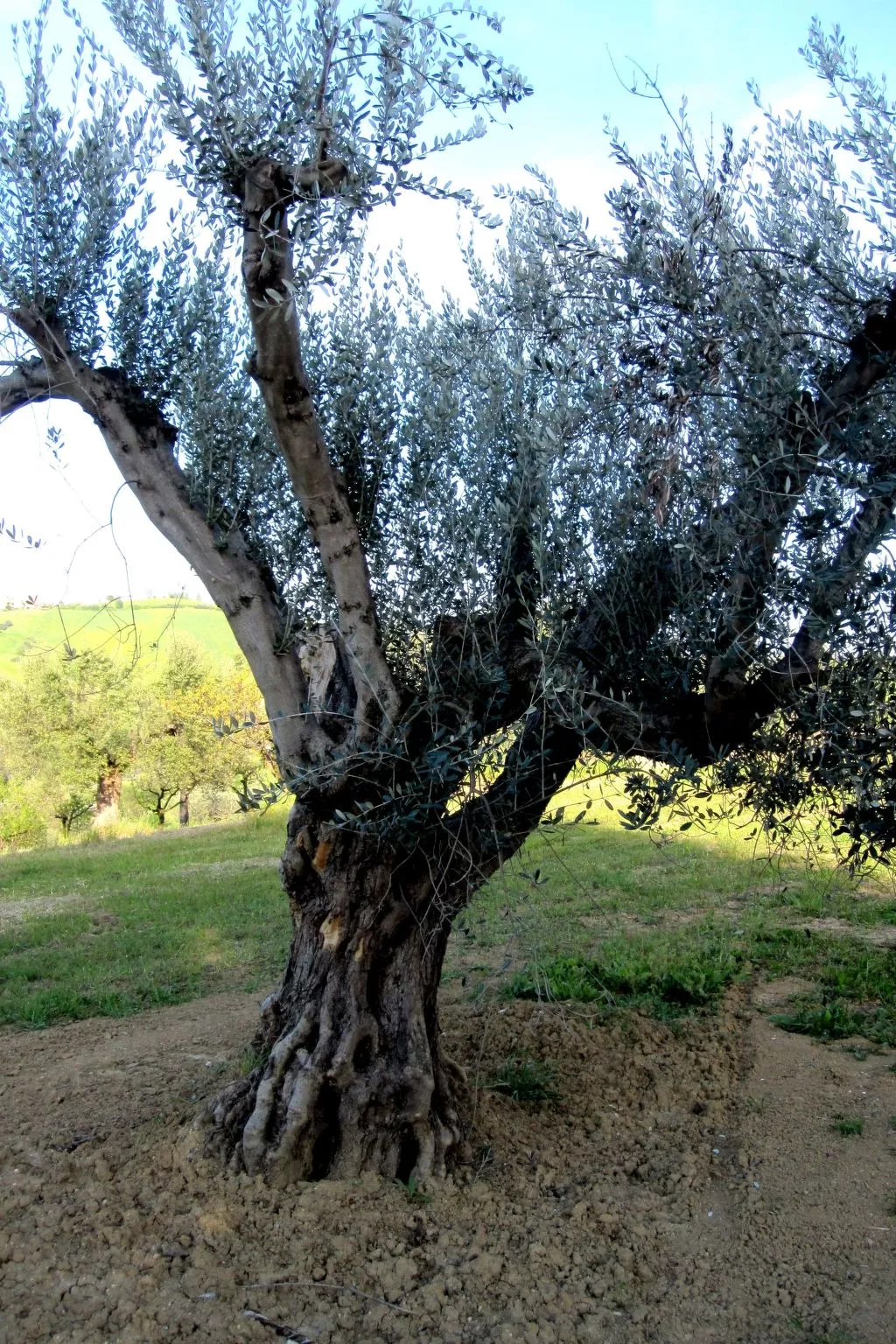In Notaresco mit Grill und Garten-Draußen