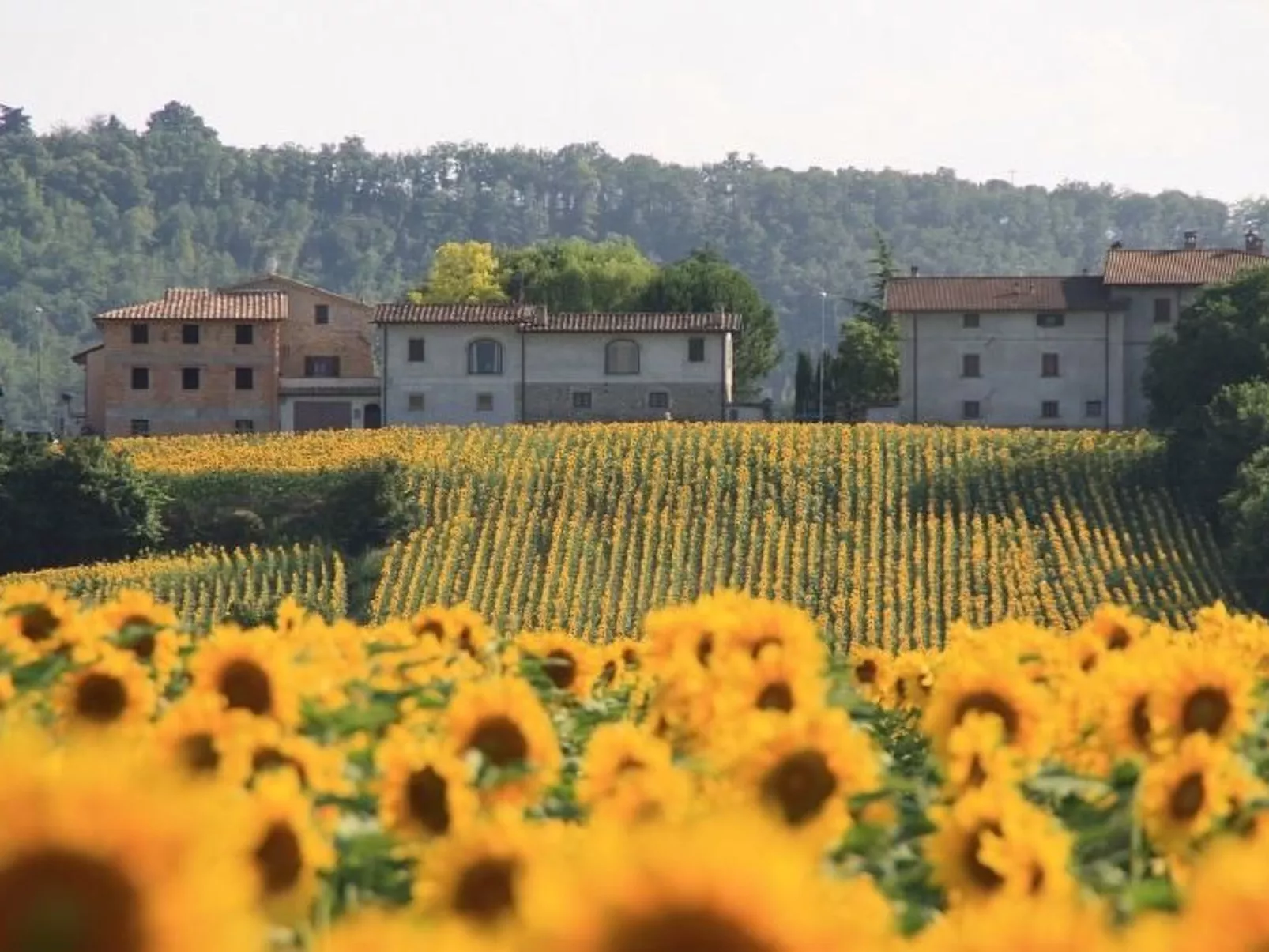 Bauernhof Podere Casenove Wohnung Pino Bilo-Dehors