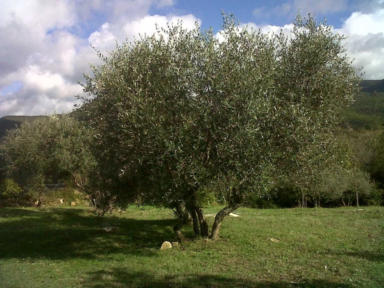 Ein-Zimmer-Wohnung 'Ligoracce-Outside