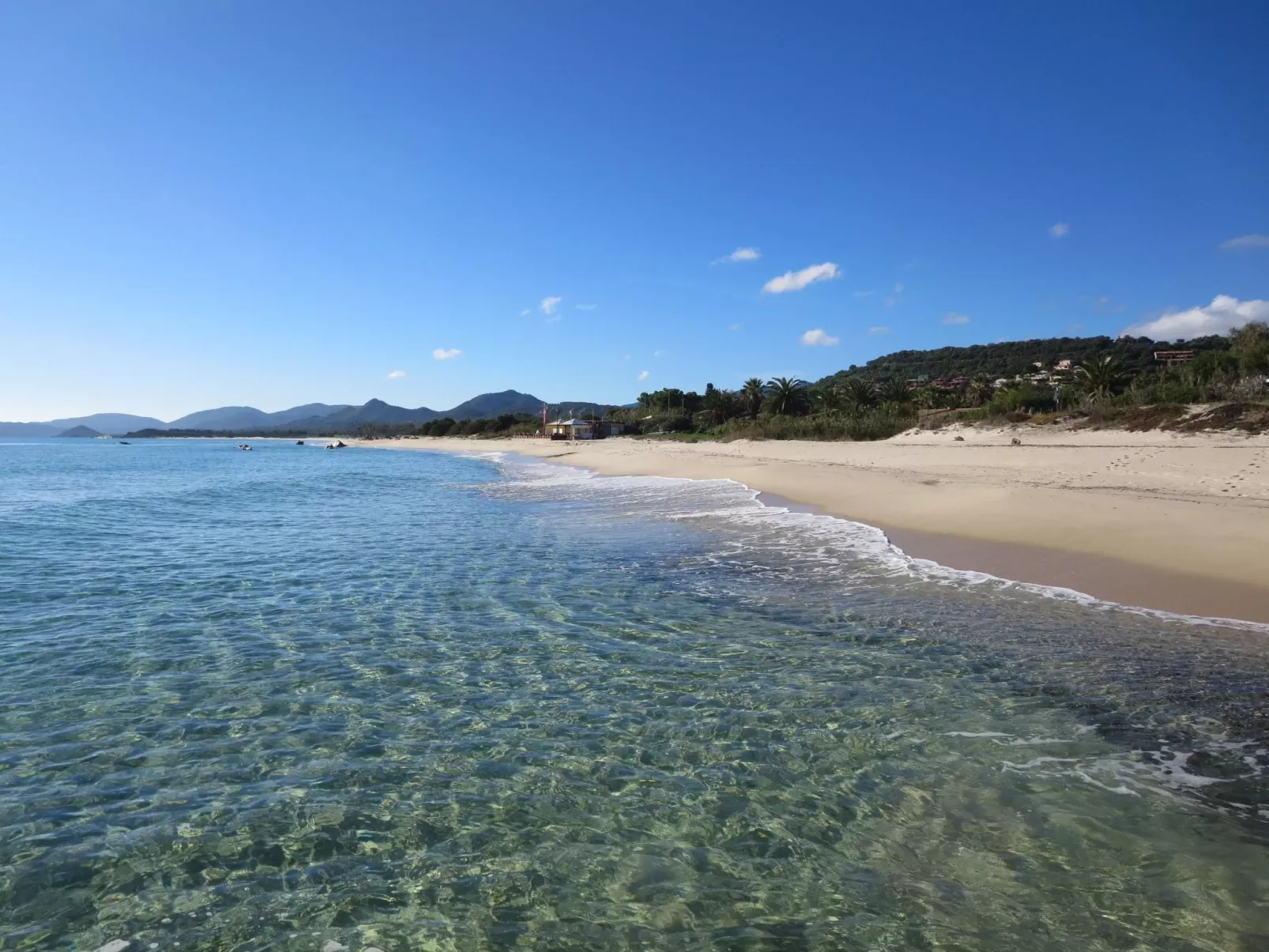 Bilo mimosa-Image-tags.info