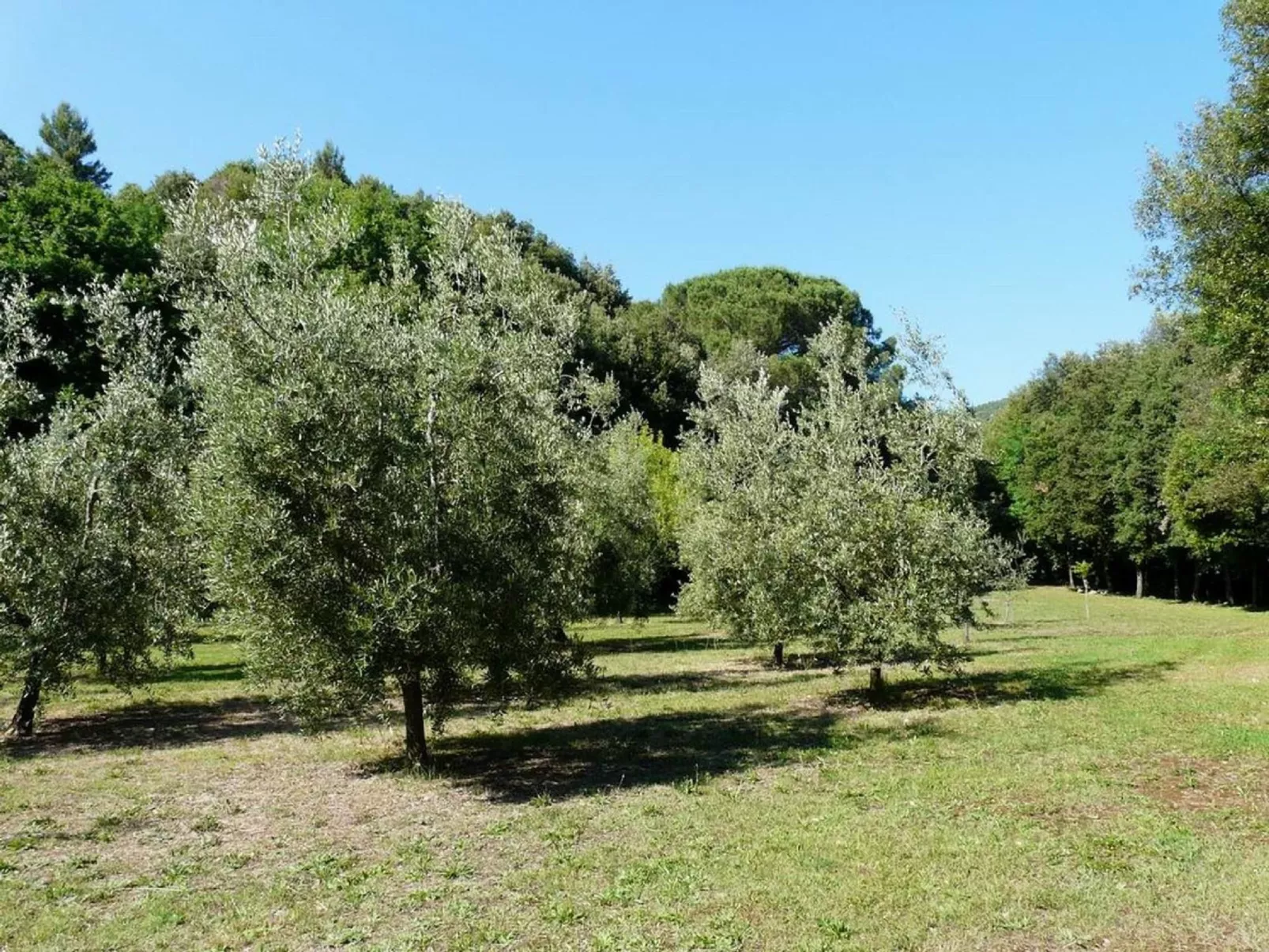 Molino Trilo 5-Outside