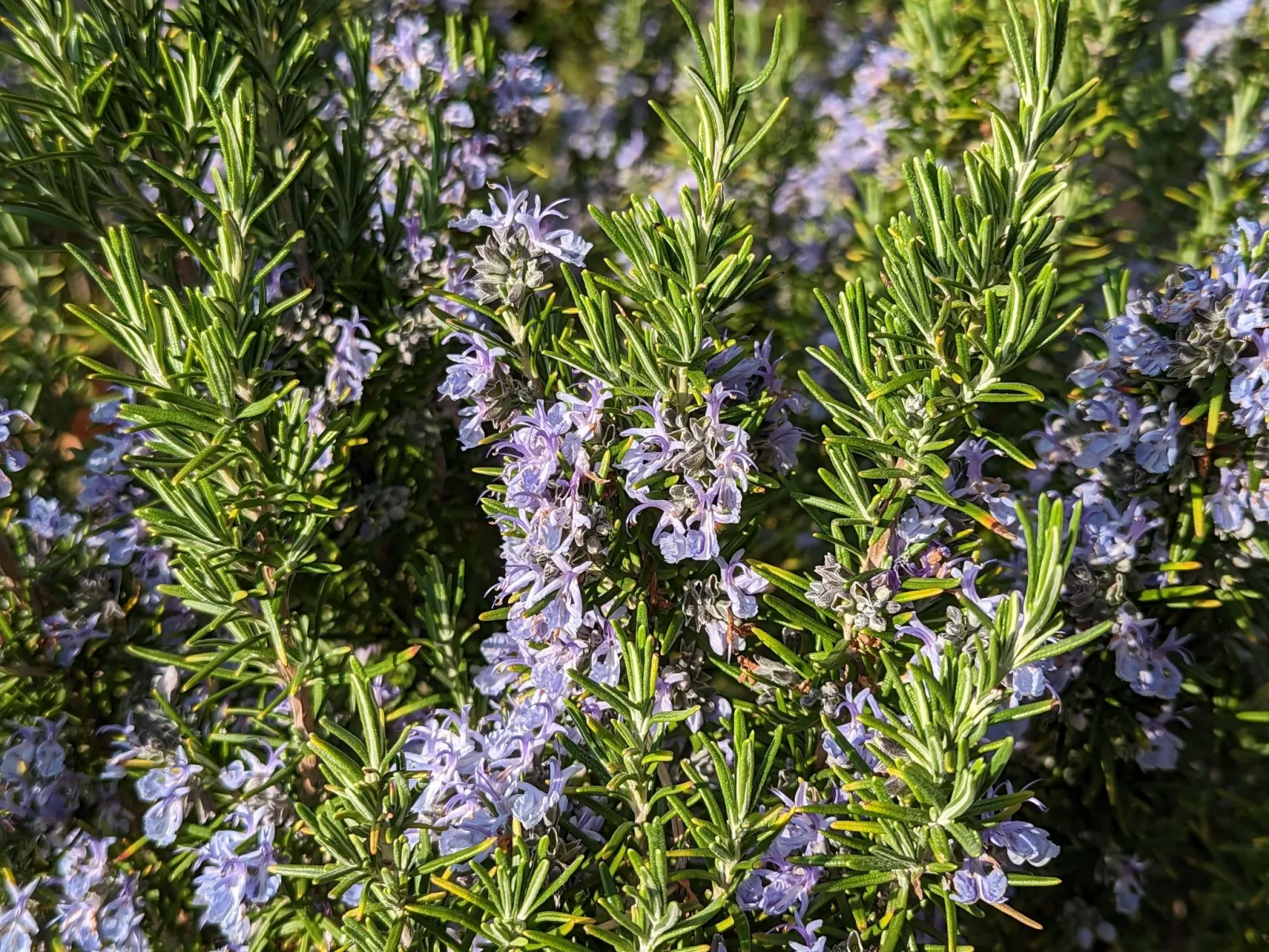 Oliveto Tignale-Outside