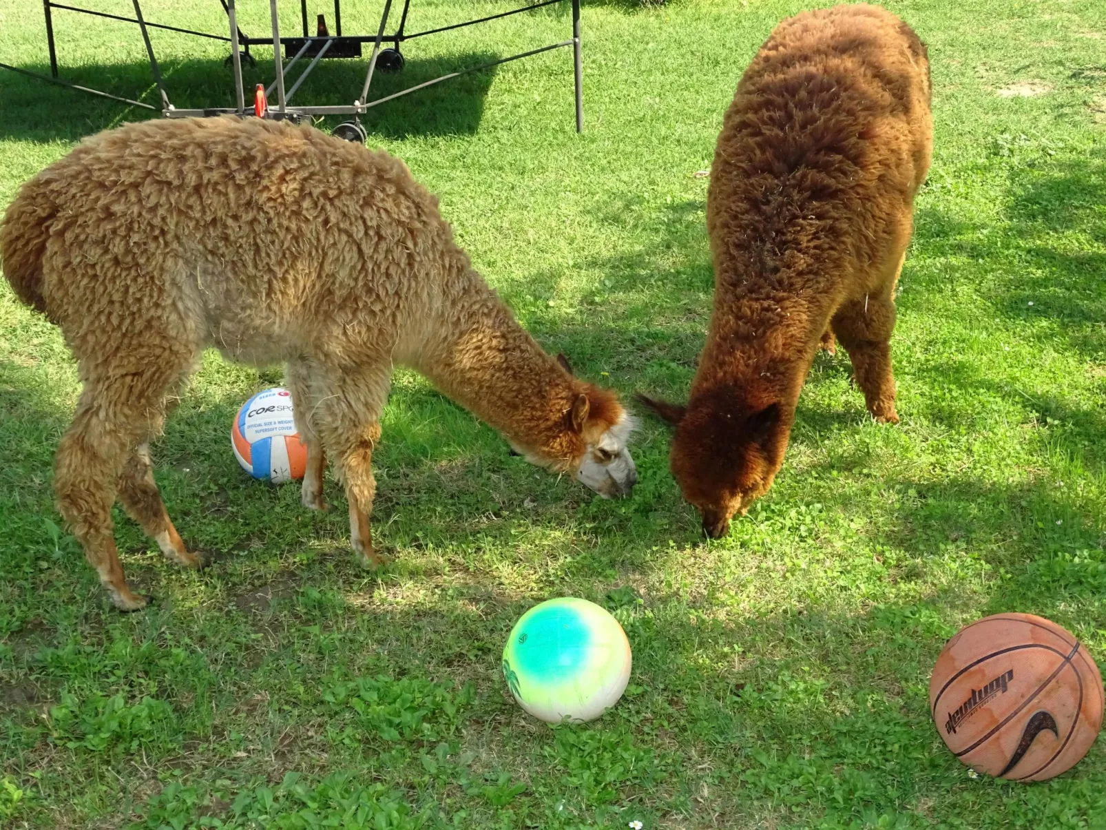 Rotreiher-Urlaub am Trasimeno-See-Inside