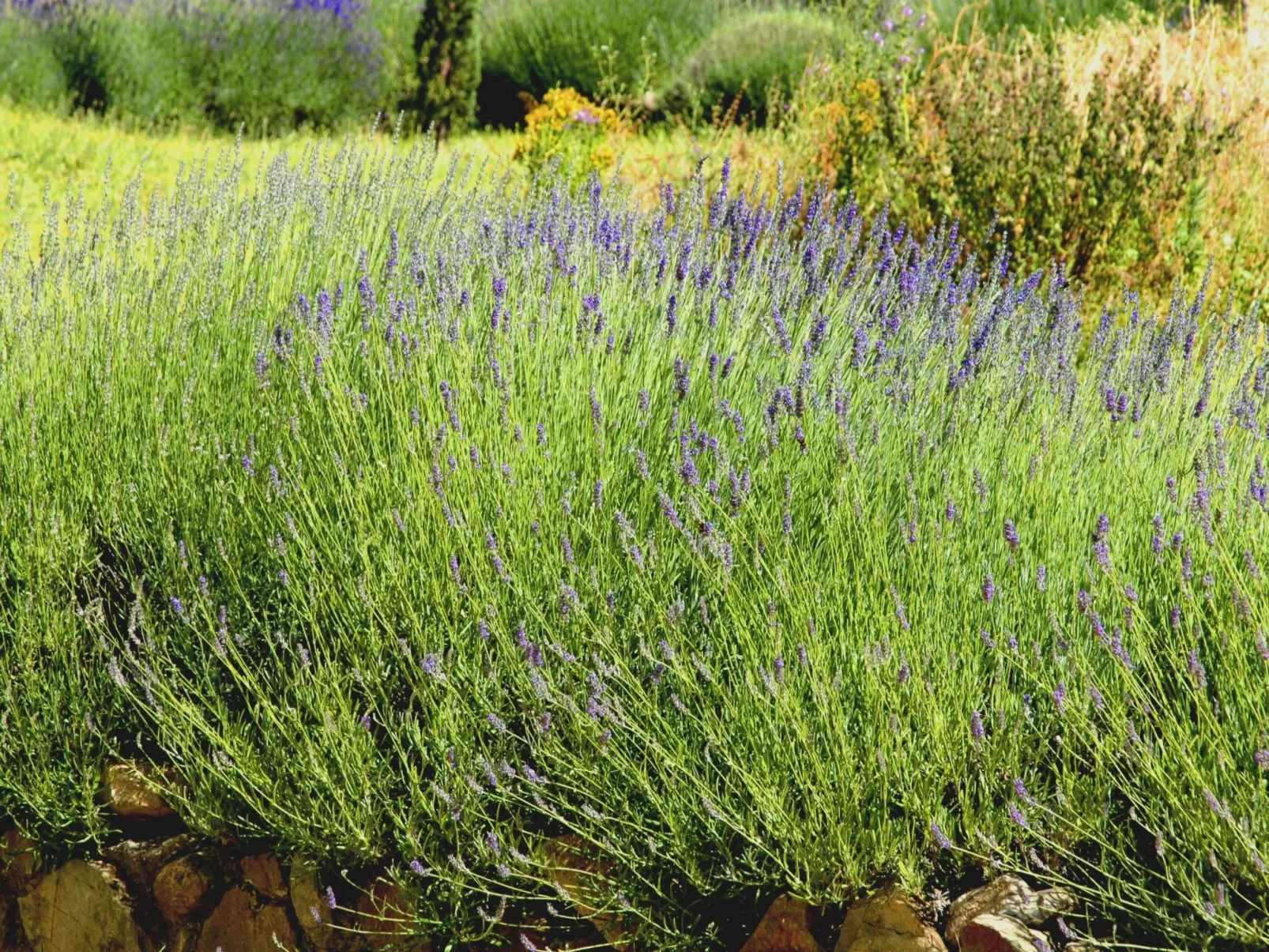 Anwesen "Frantoio" mit Infinity-Pool-Outside