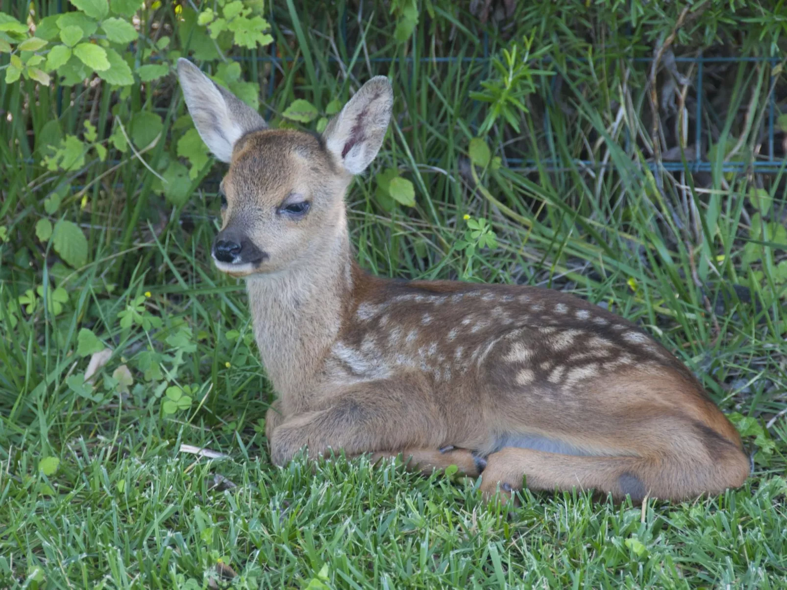 Wohnung in Figline Valdarno mit Gemeinschaftspool-Image-tags.info