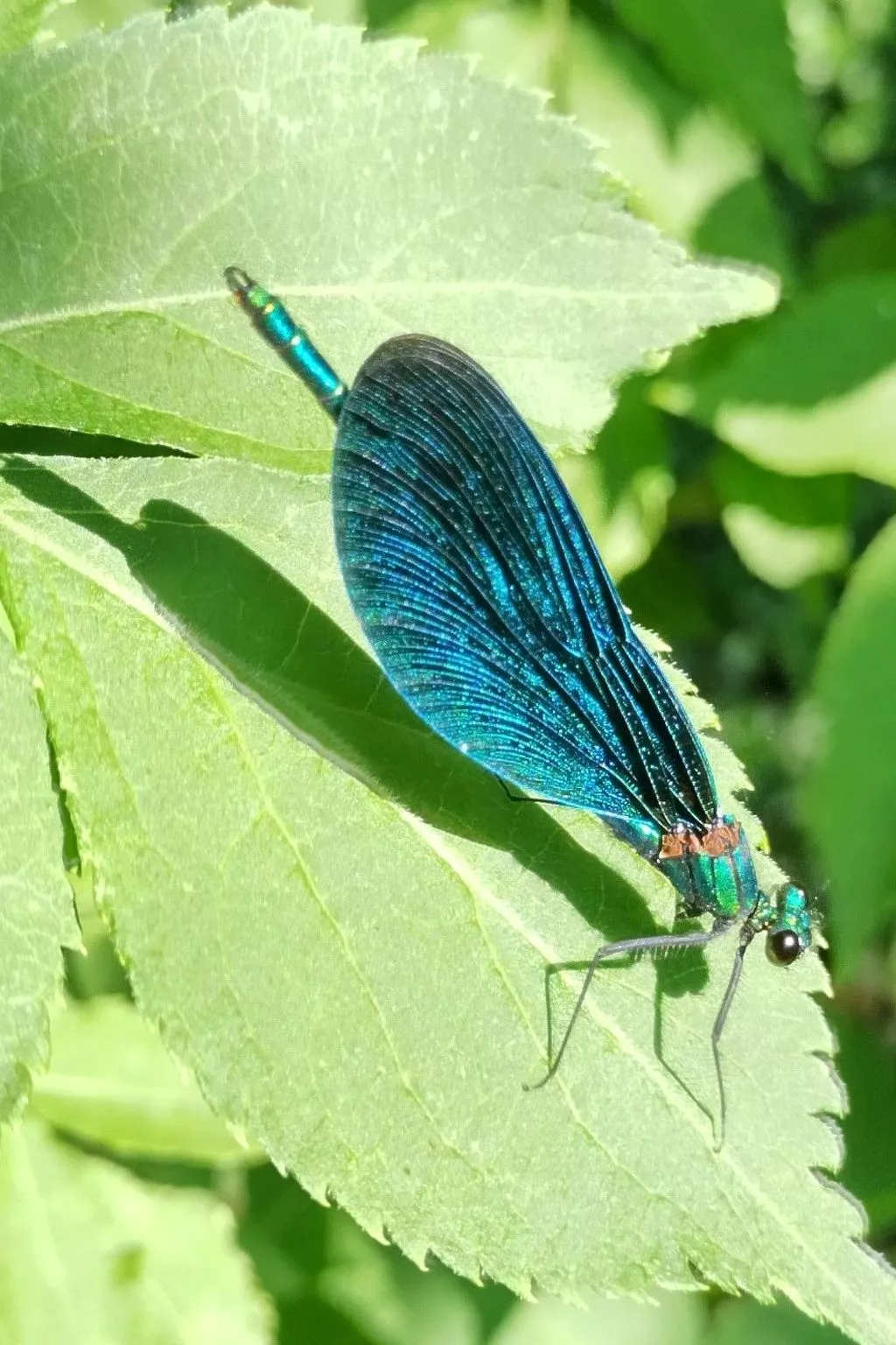 Itzinger-Image-tags.info