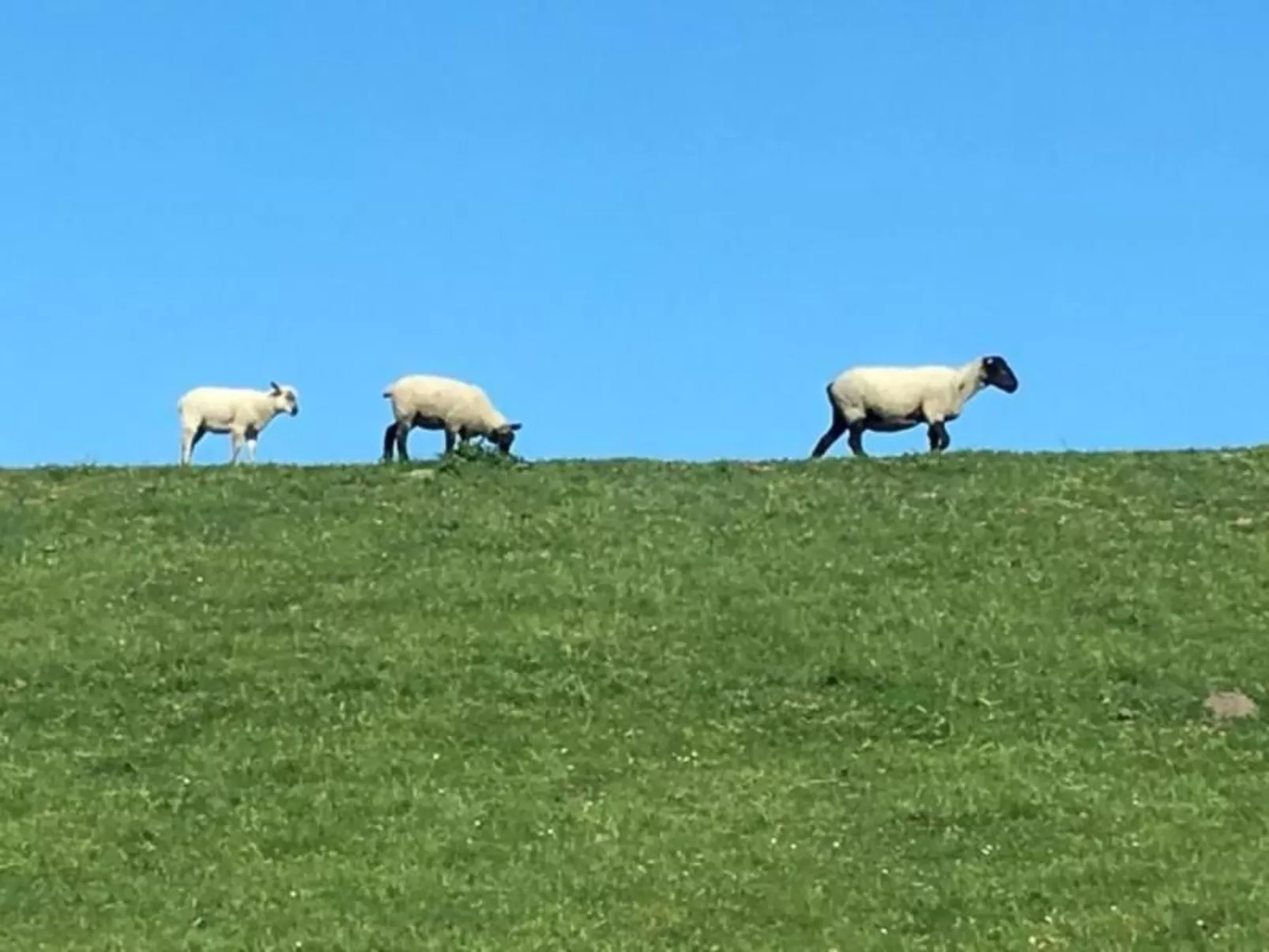 Deichhof Tossens-Draußen