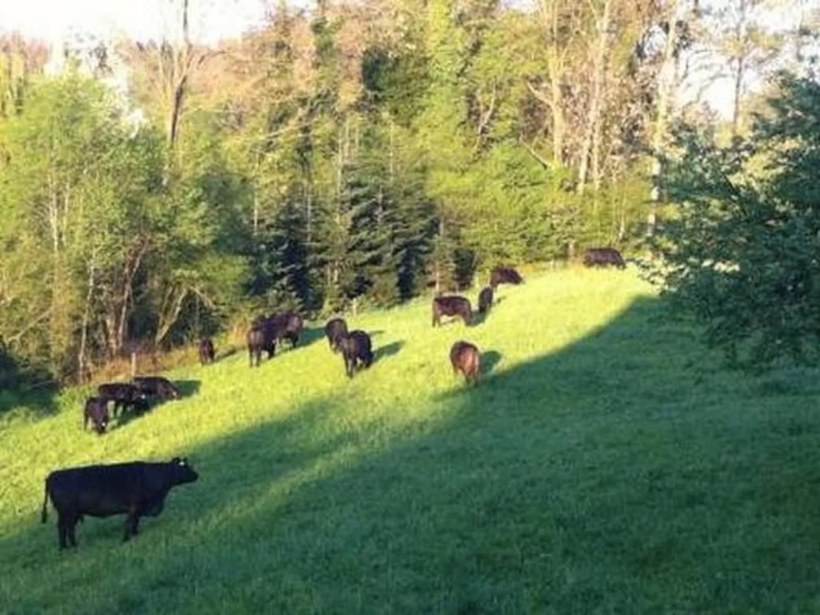 Biohof-Enderlin-Draußen