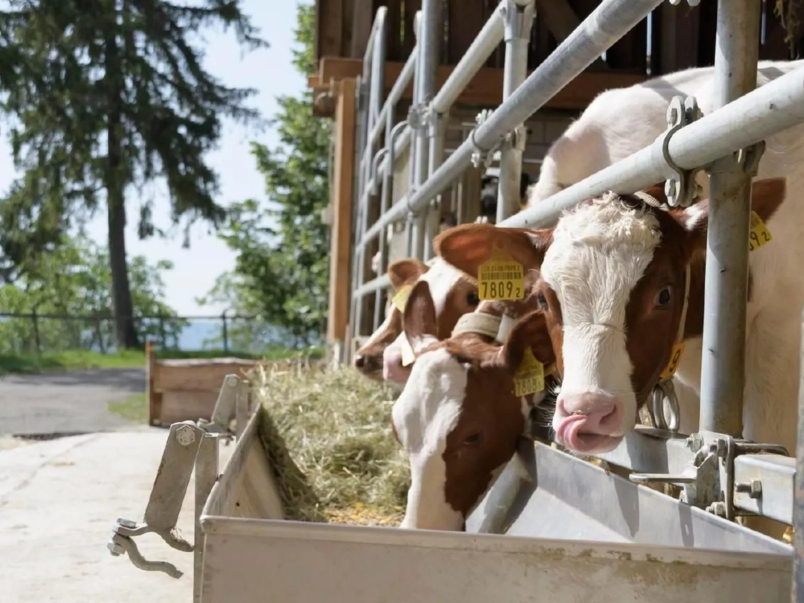 Berghof Hallau kleine Ferienwohnung-Outside